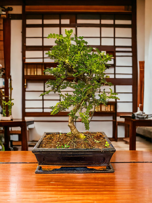 Bonsai Placement: How to Ensure the Perfect Spot for Your Beloved Plant