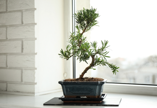 Symbolism Behind Different Bonsai