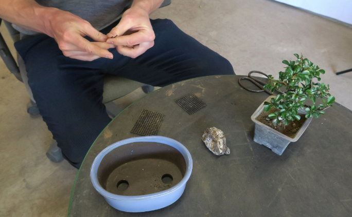 A beginner's guide to repotting a Bonsai tree