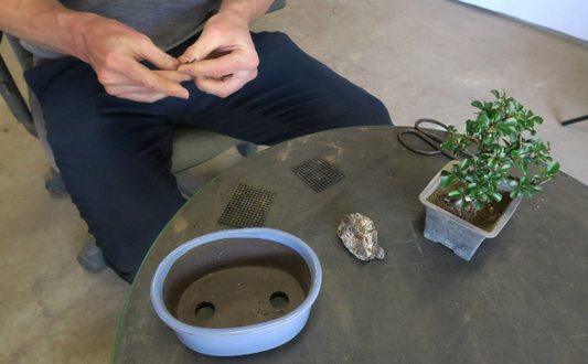A beginner's guide to repotting a Bonsai tree