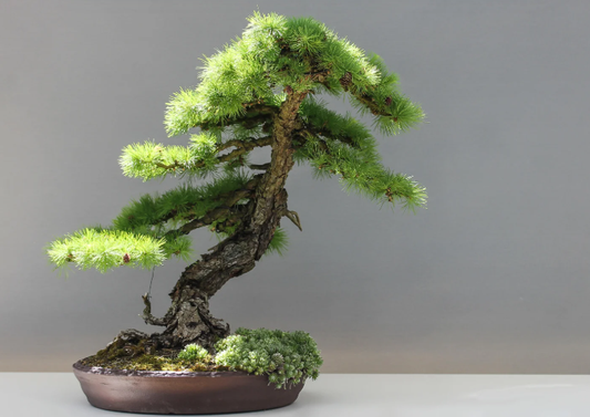 Wire Your Way to a Perfect Bonsai: A Beginner's Guide