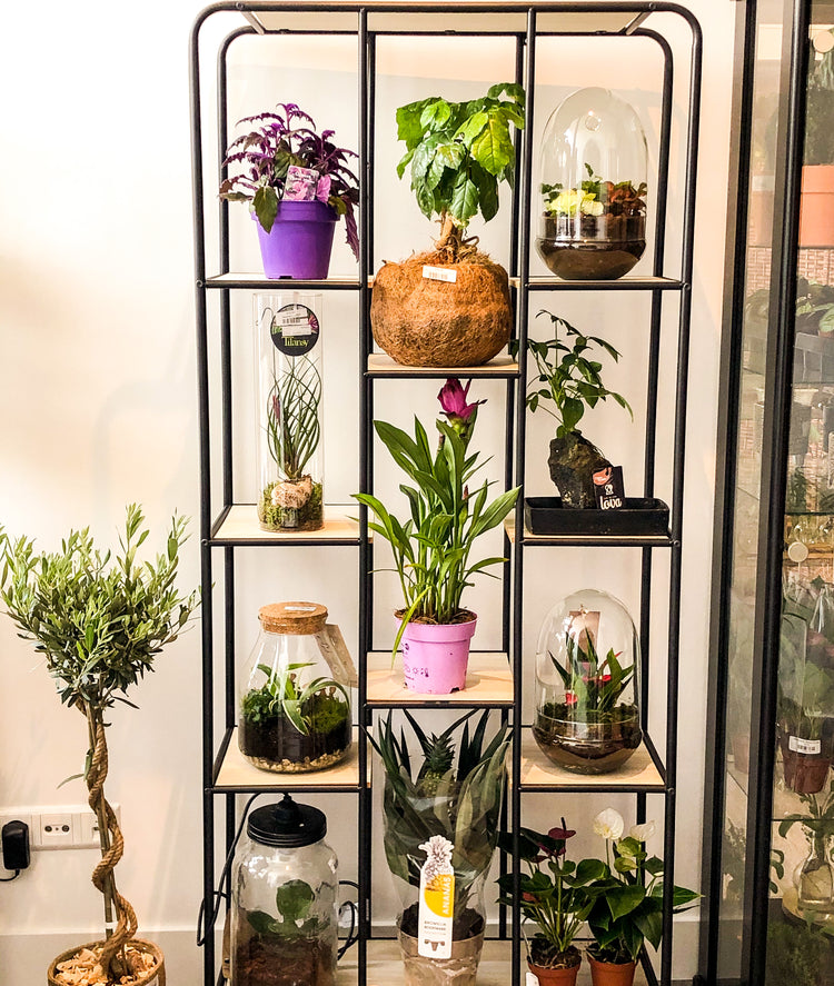 All House Plants