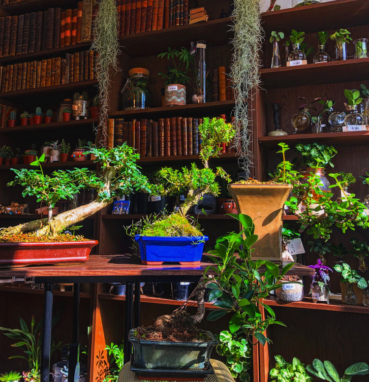 Indoor Bonsai