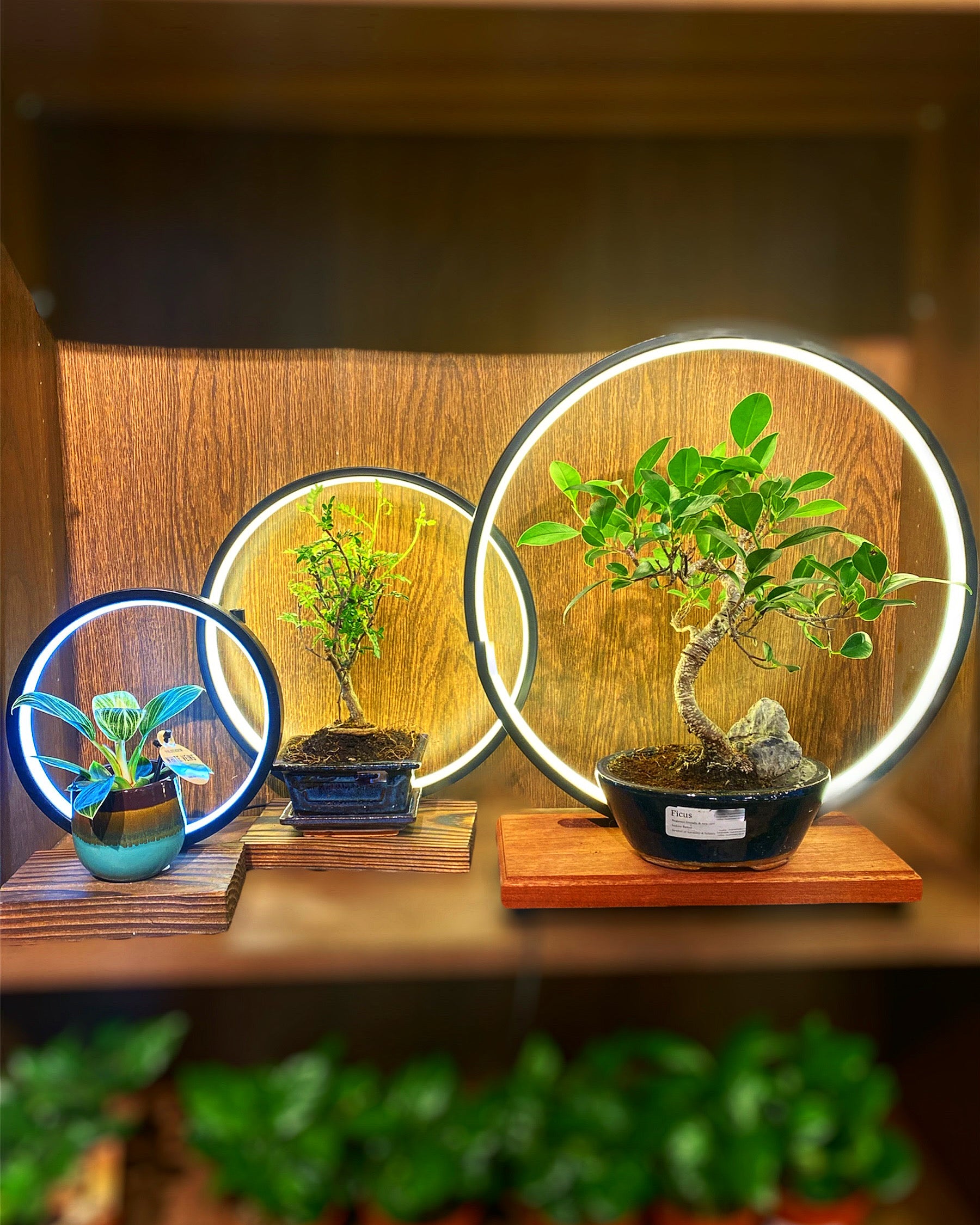 led grow lights for bonsai tree LED Ring | Plant Grow Light – Avalon