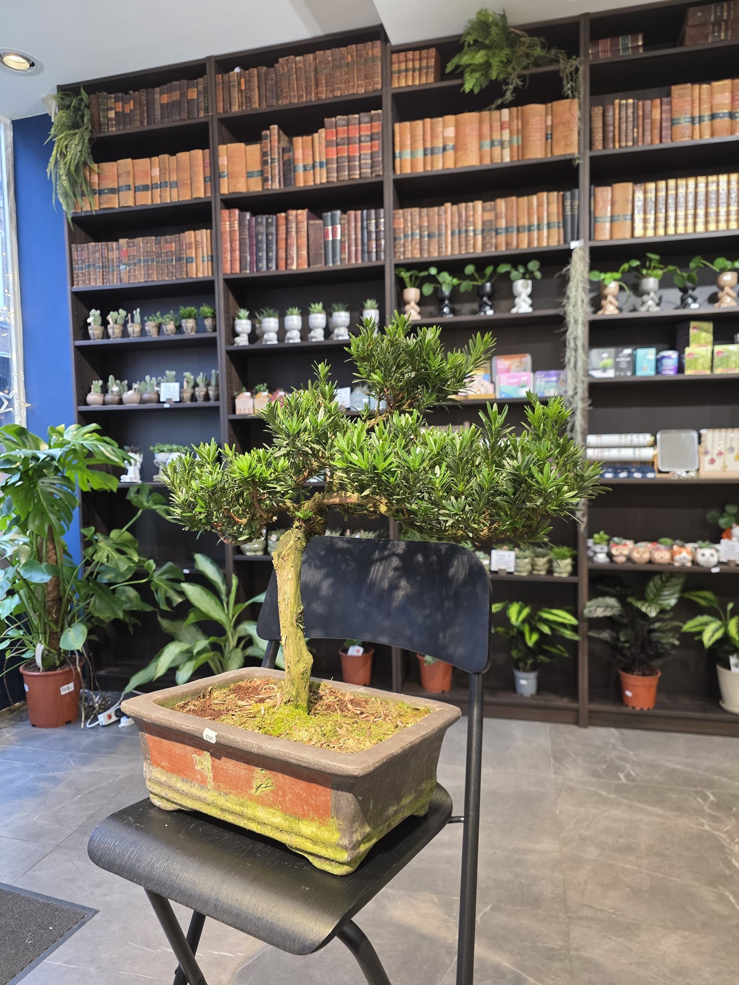 Buddha’s Pine (Podocarpus)