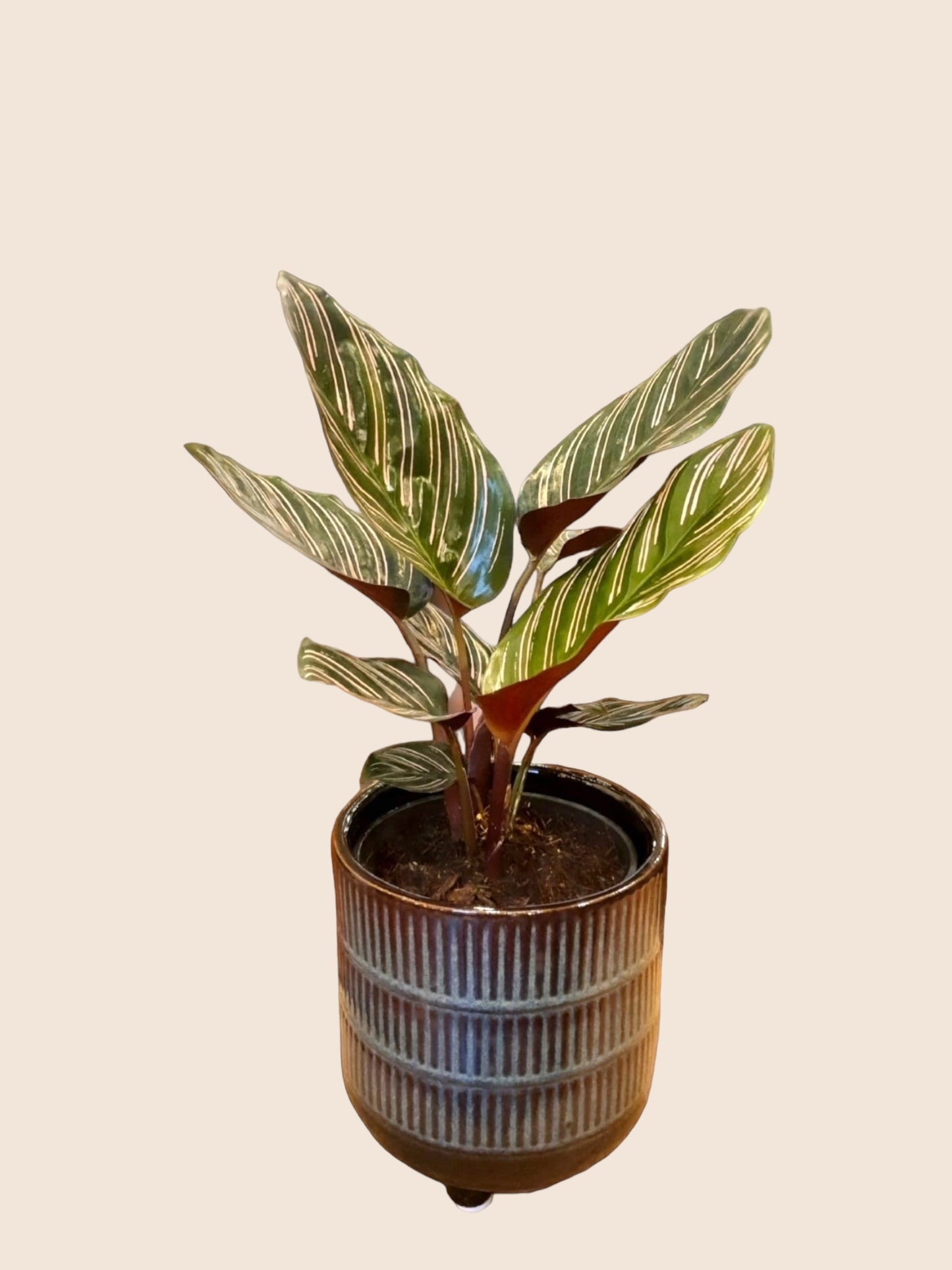 Calathea sanderiana Ornata