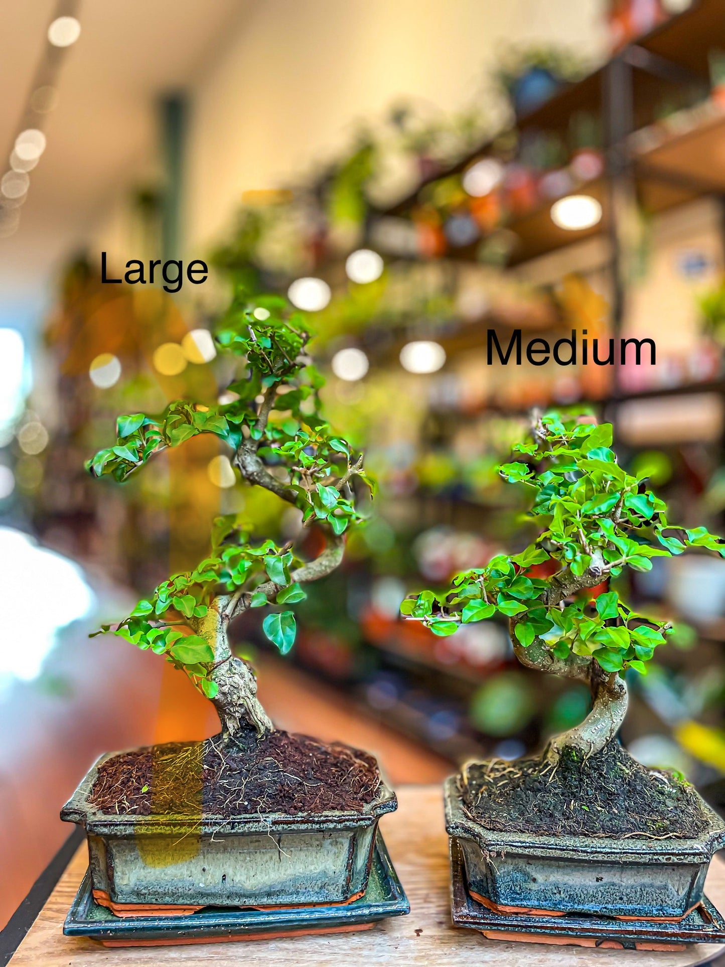 Ligustrum Bonsai | Moyogi-stijl (S-vormige, informele rechtopstaande stijl)