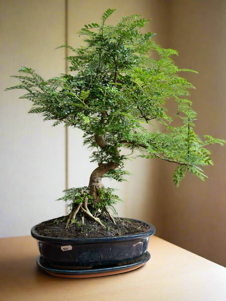 Large Chinese Pepper Tree