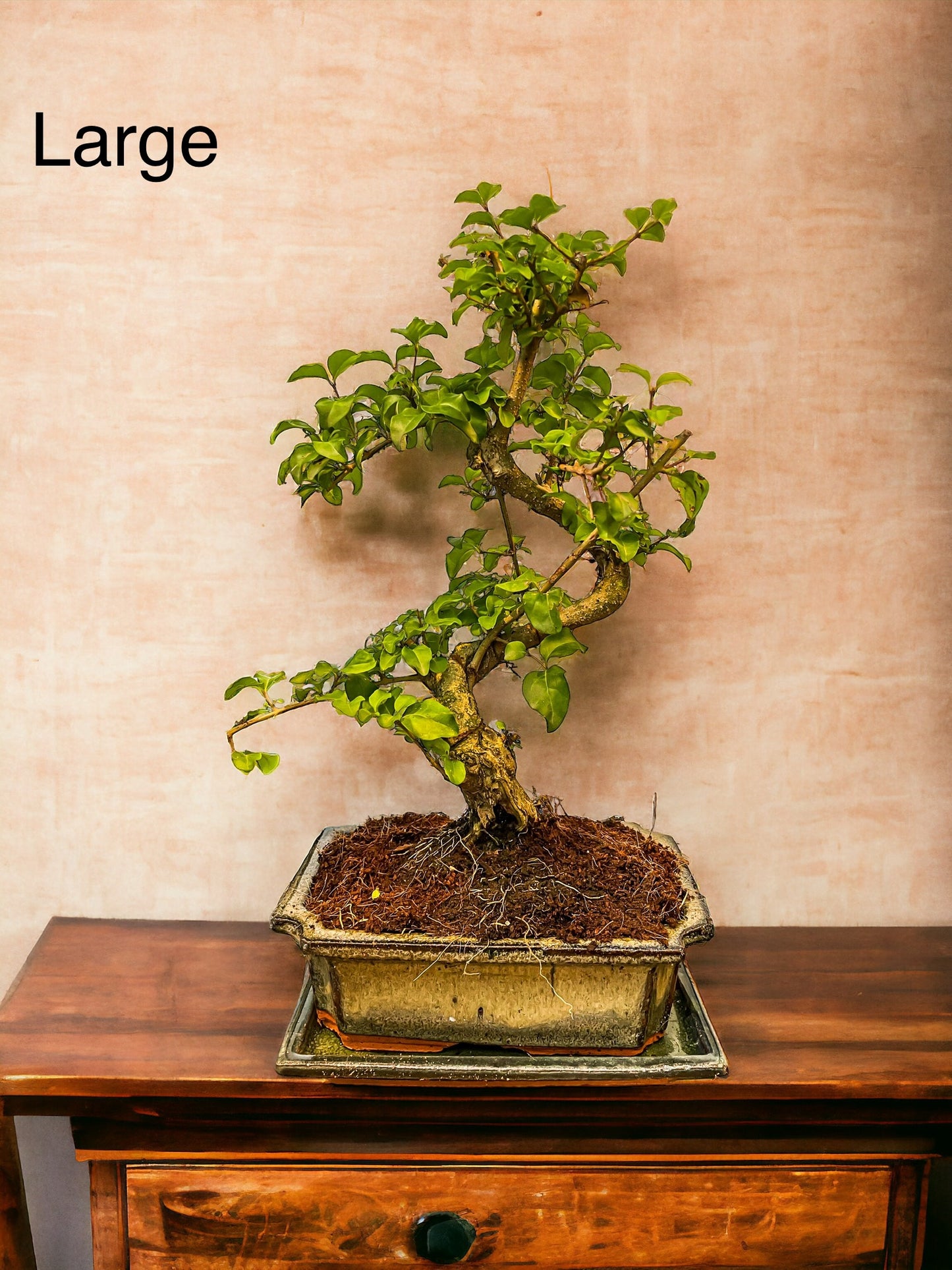 Ligustrum Bonsai | Moyogi-stijl (S-vormige, informele rechtopstaande stijl)