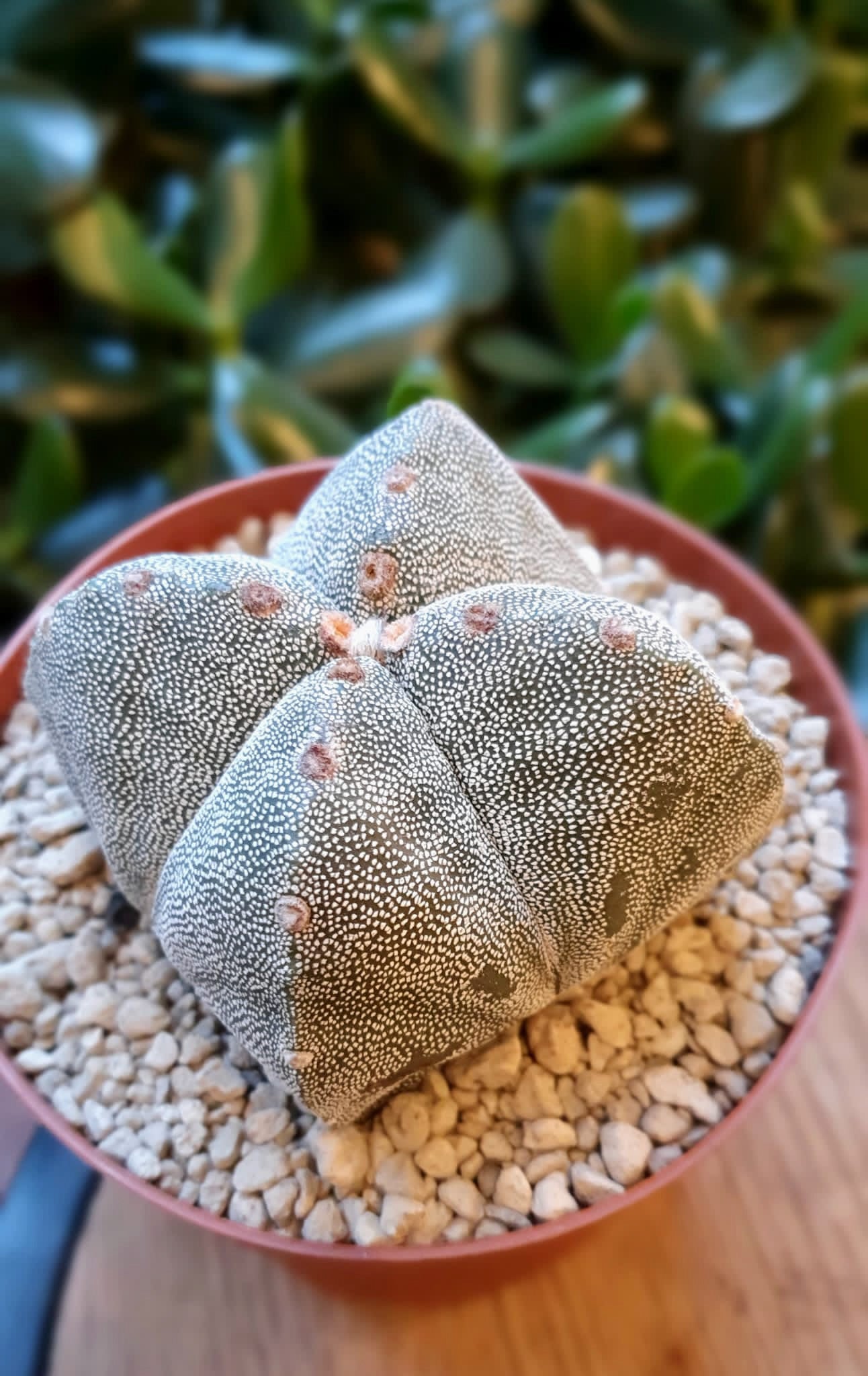 Astrophytum myriostigma