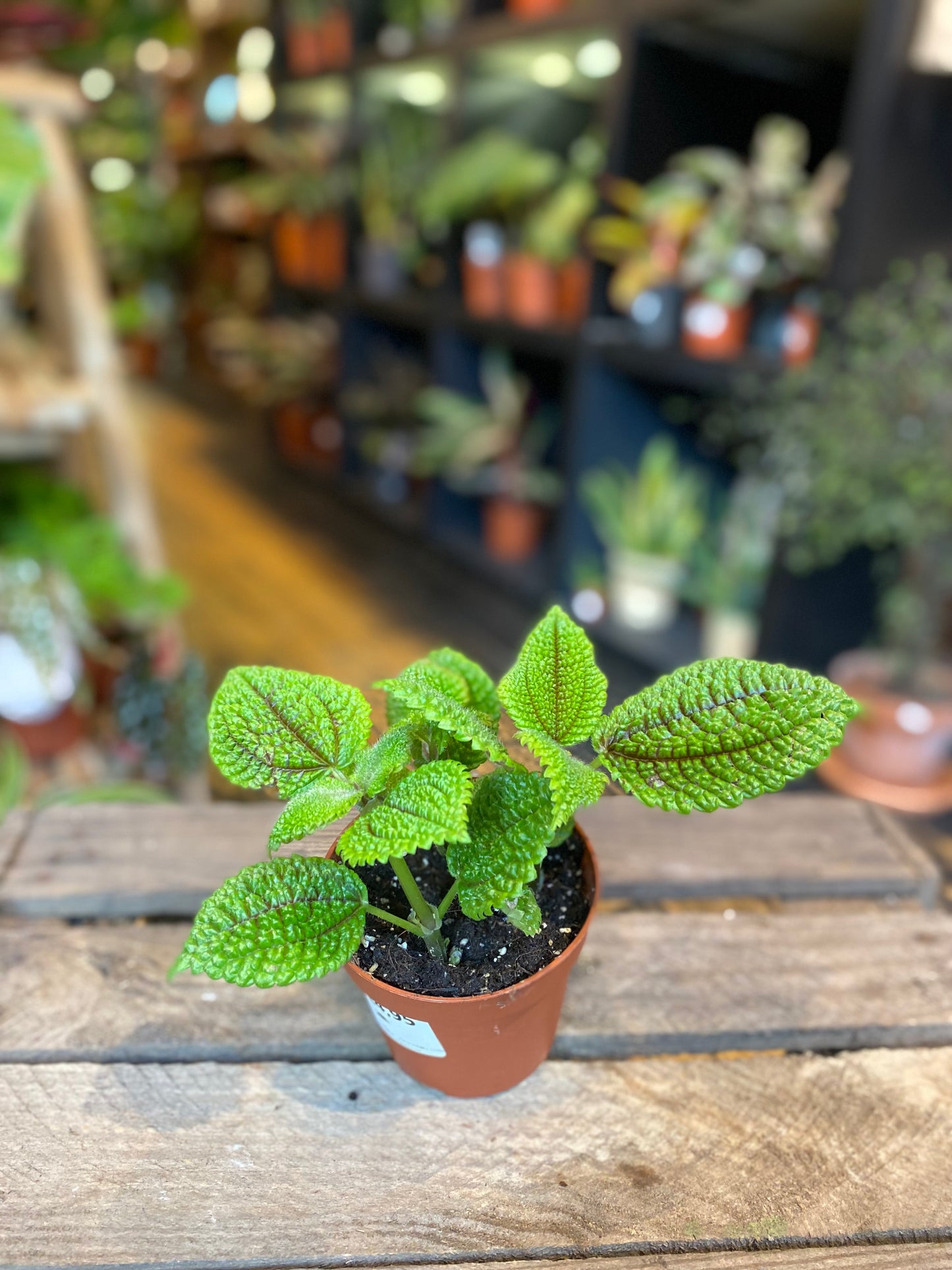 Pilea Moon Valley