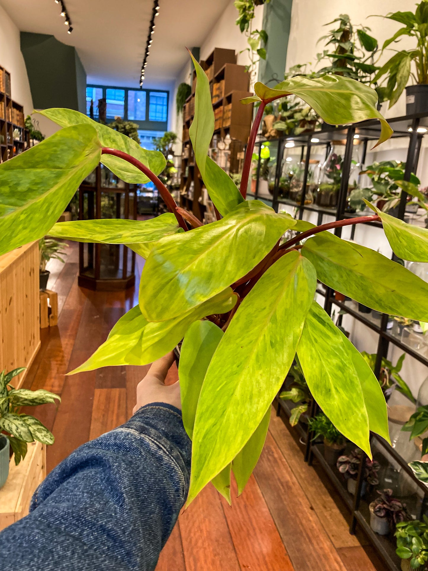 Philodendron Painted Lady
