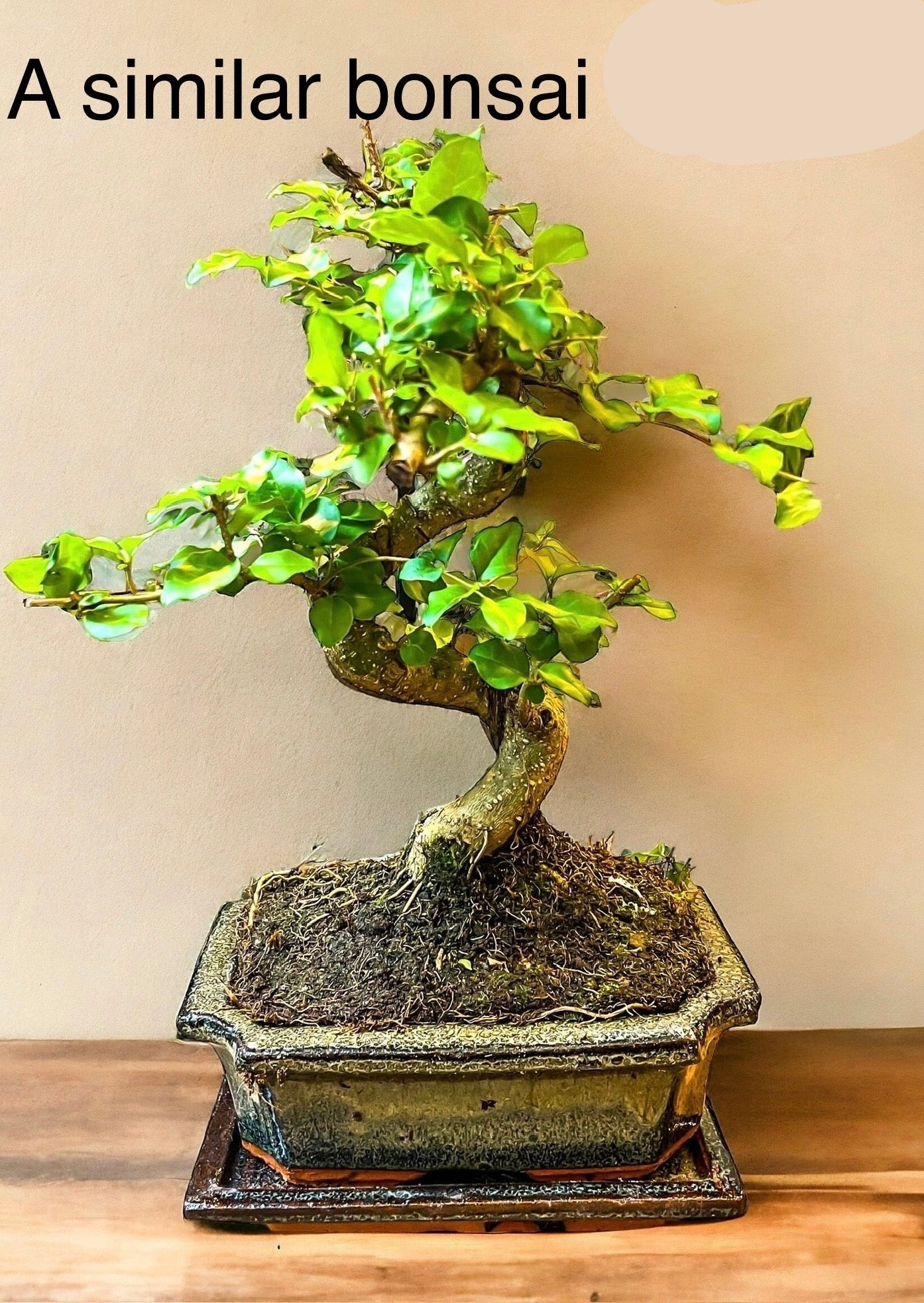 Bonsai Workshop | 6 people and up