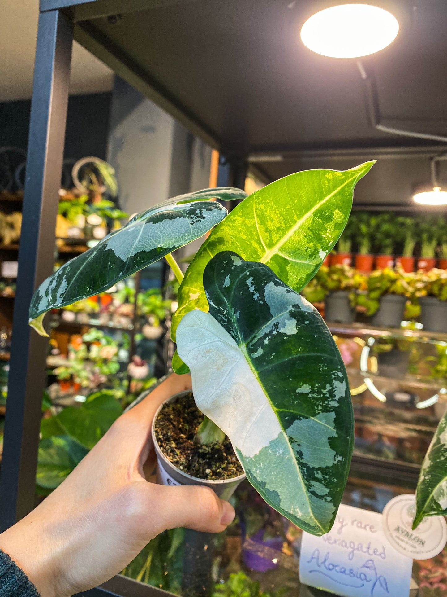 Alocasia Frydek Variegata