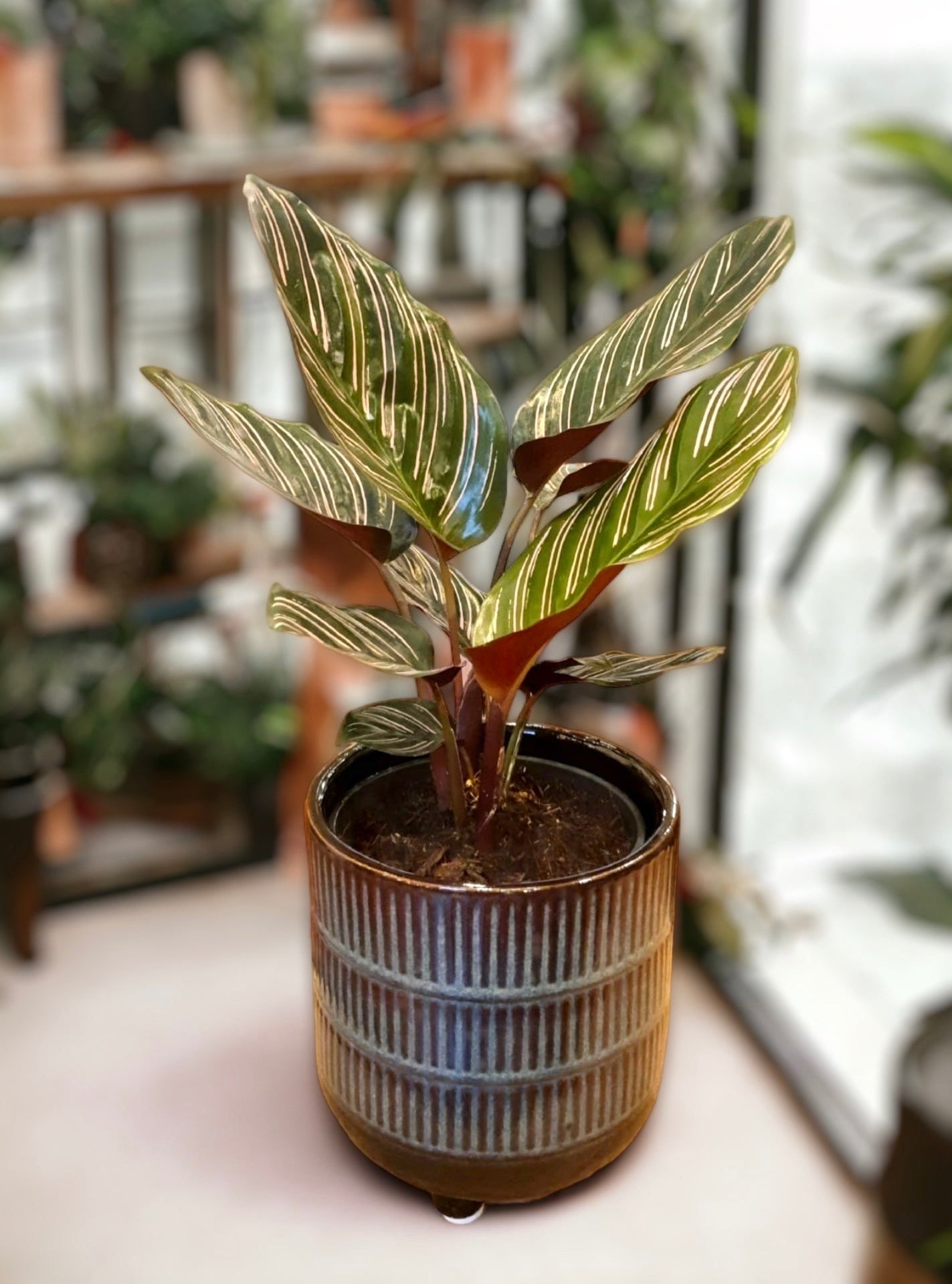 Calathea sanderiana Ornata