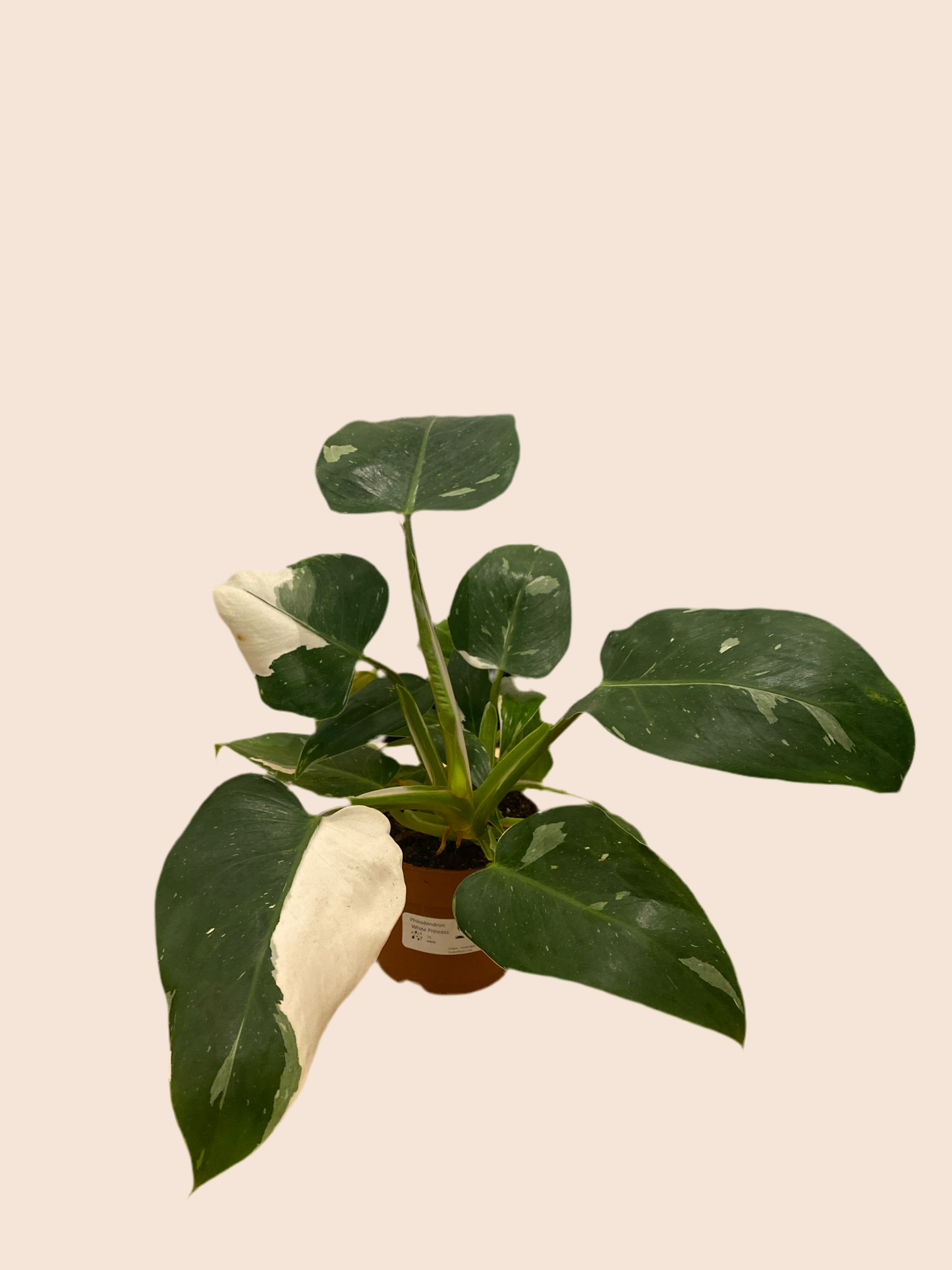 Philodendron White Princess