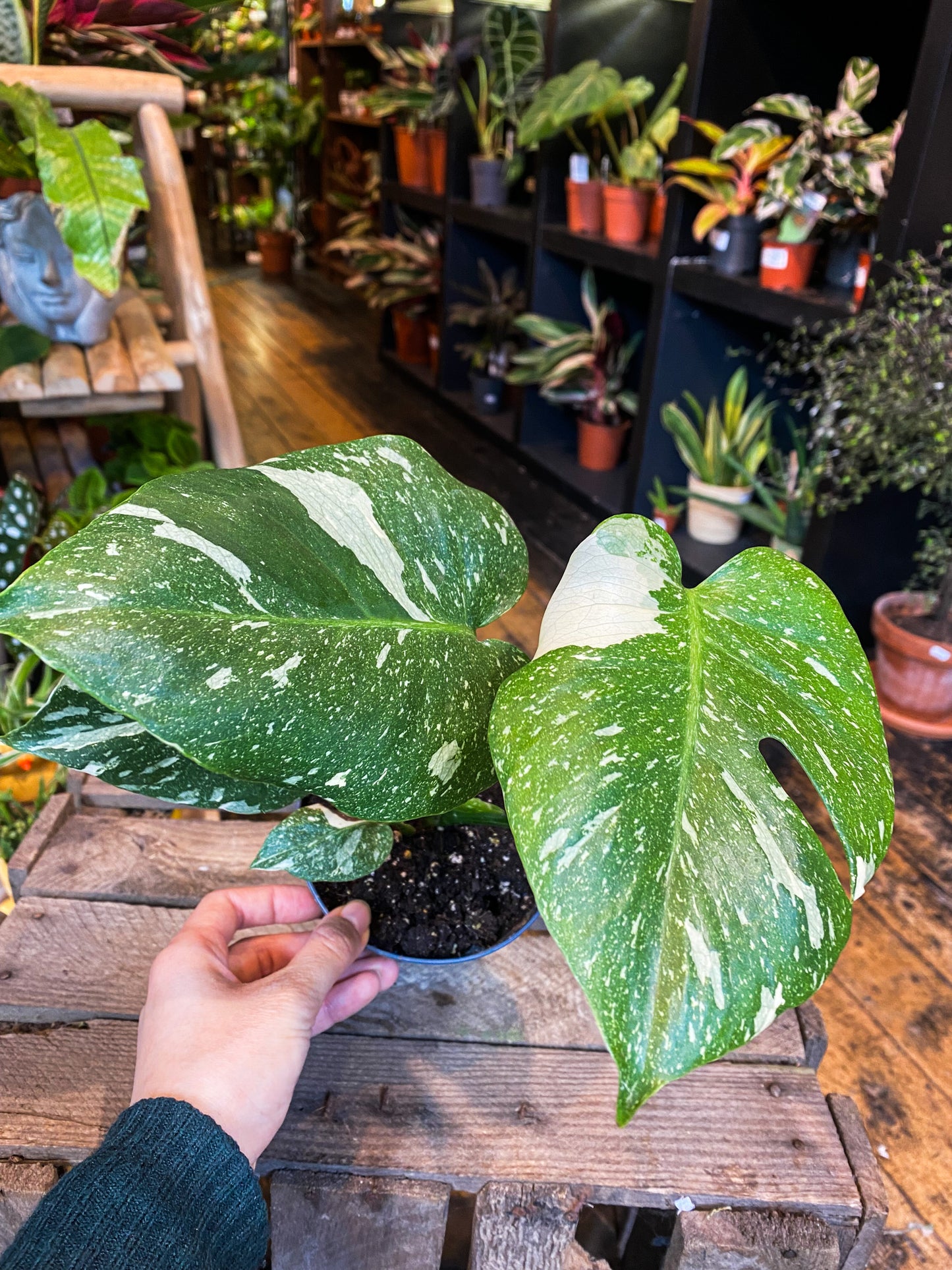 Monstera Thai Constallation