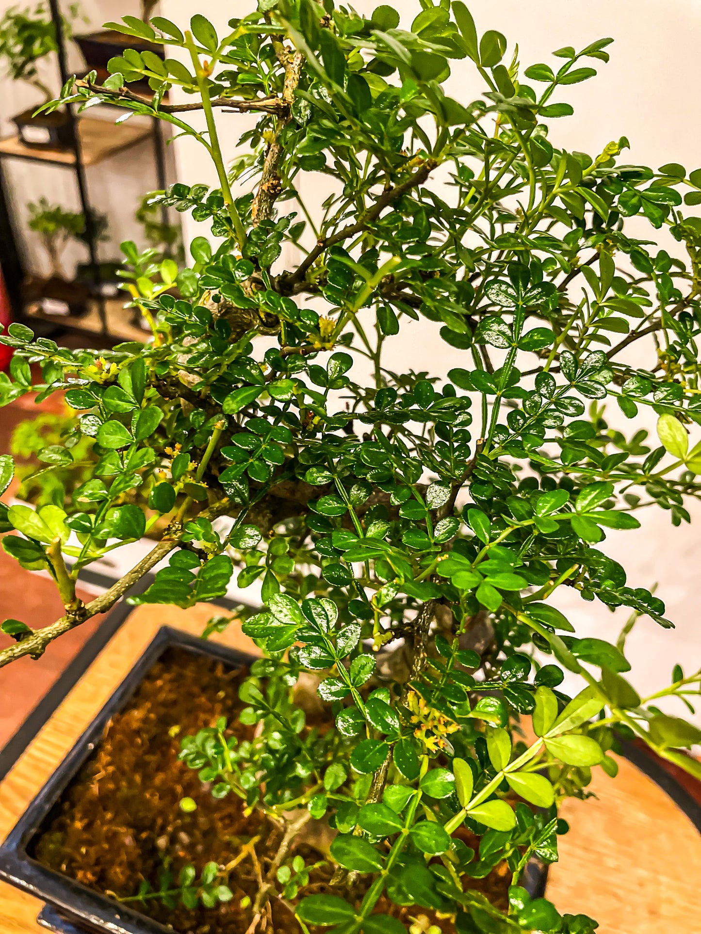 Chinese Pepper Tree | Moyogi Style (S-shaped, Informal Upright Style)