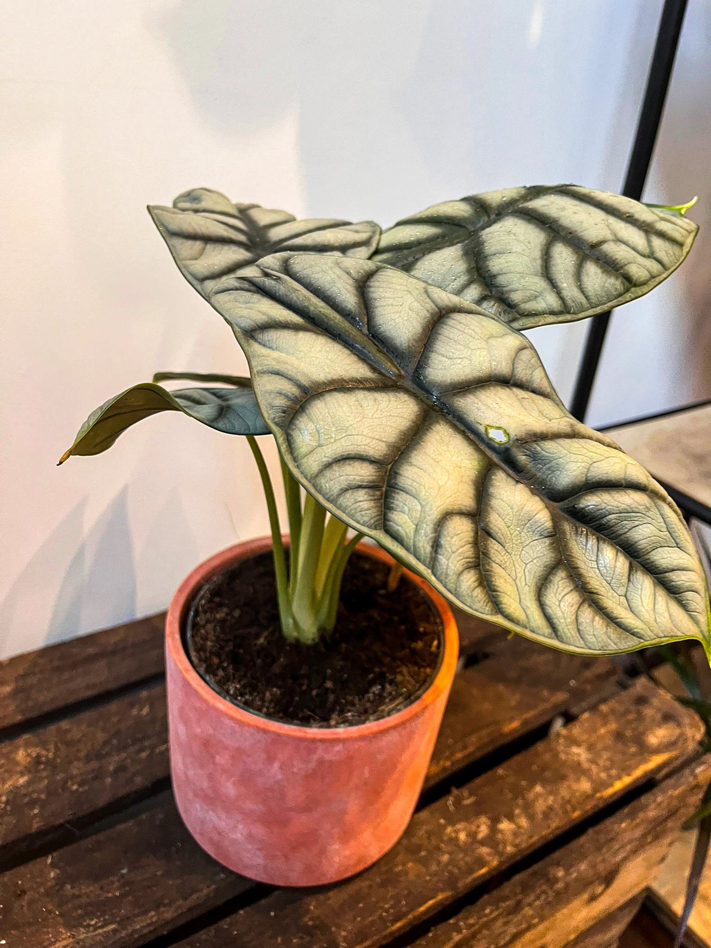 Alocasia Silver Dragon - Medium