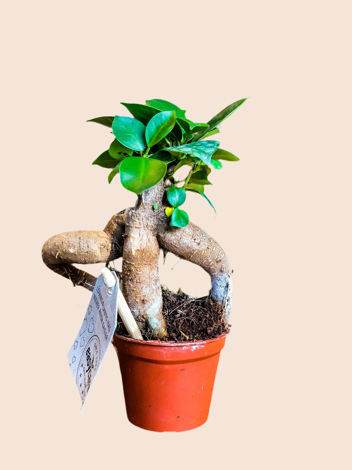 Ficus Ginseng - mini