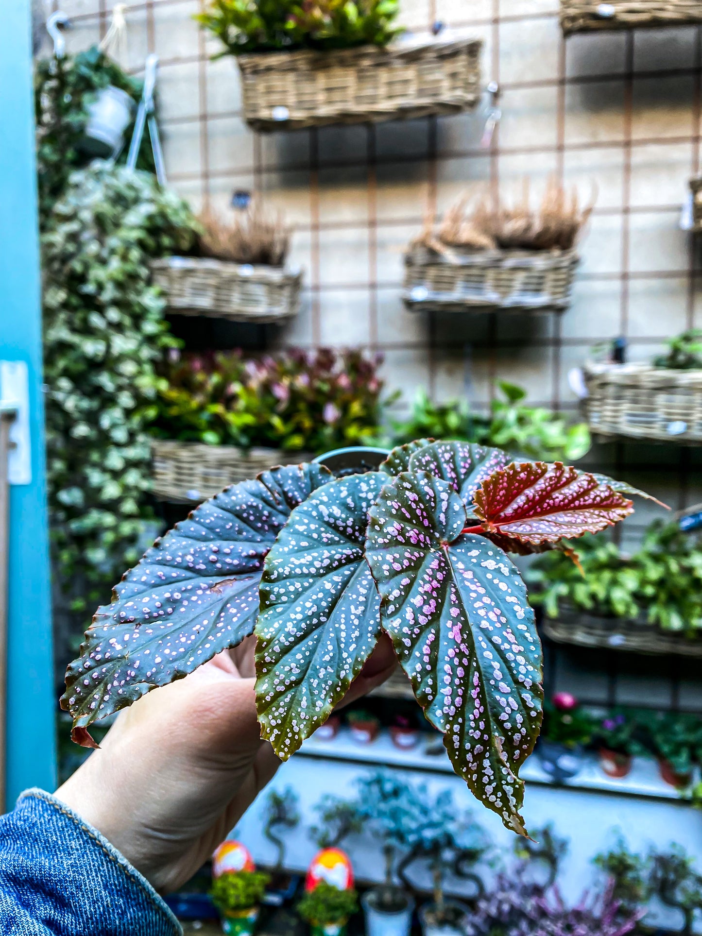 Begonia Pink Spot