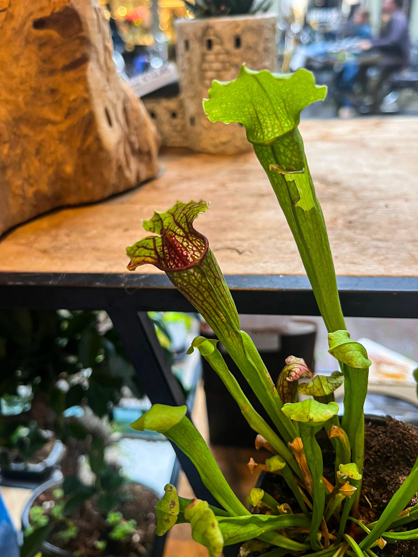 Carnivorous Plants - Trumpet pitchers | Sarracenia