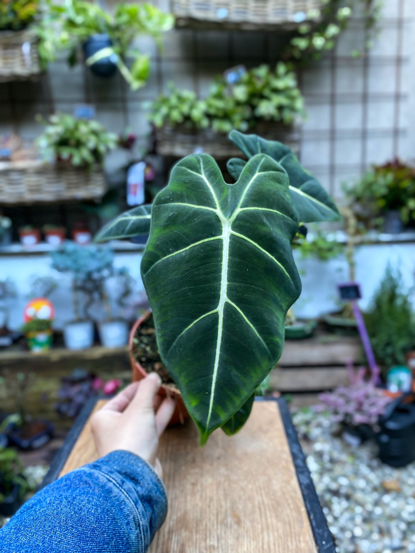 Alocasia Frydek “Green Velvet” - 12cm pot