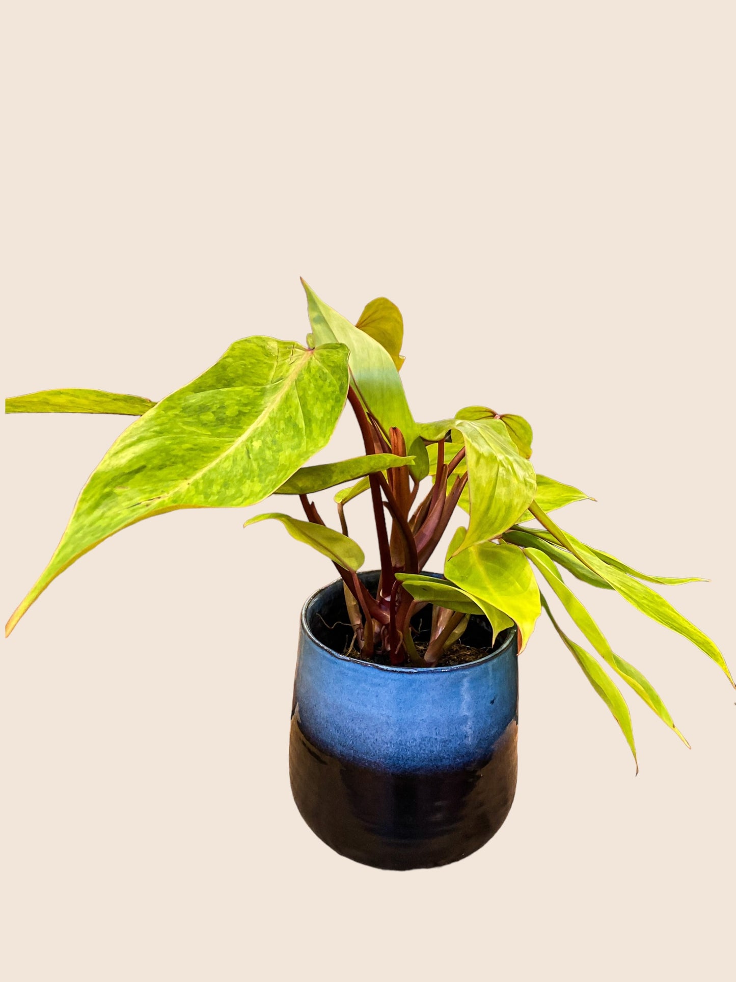 Philodendron Painted Lady