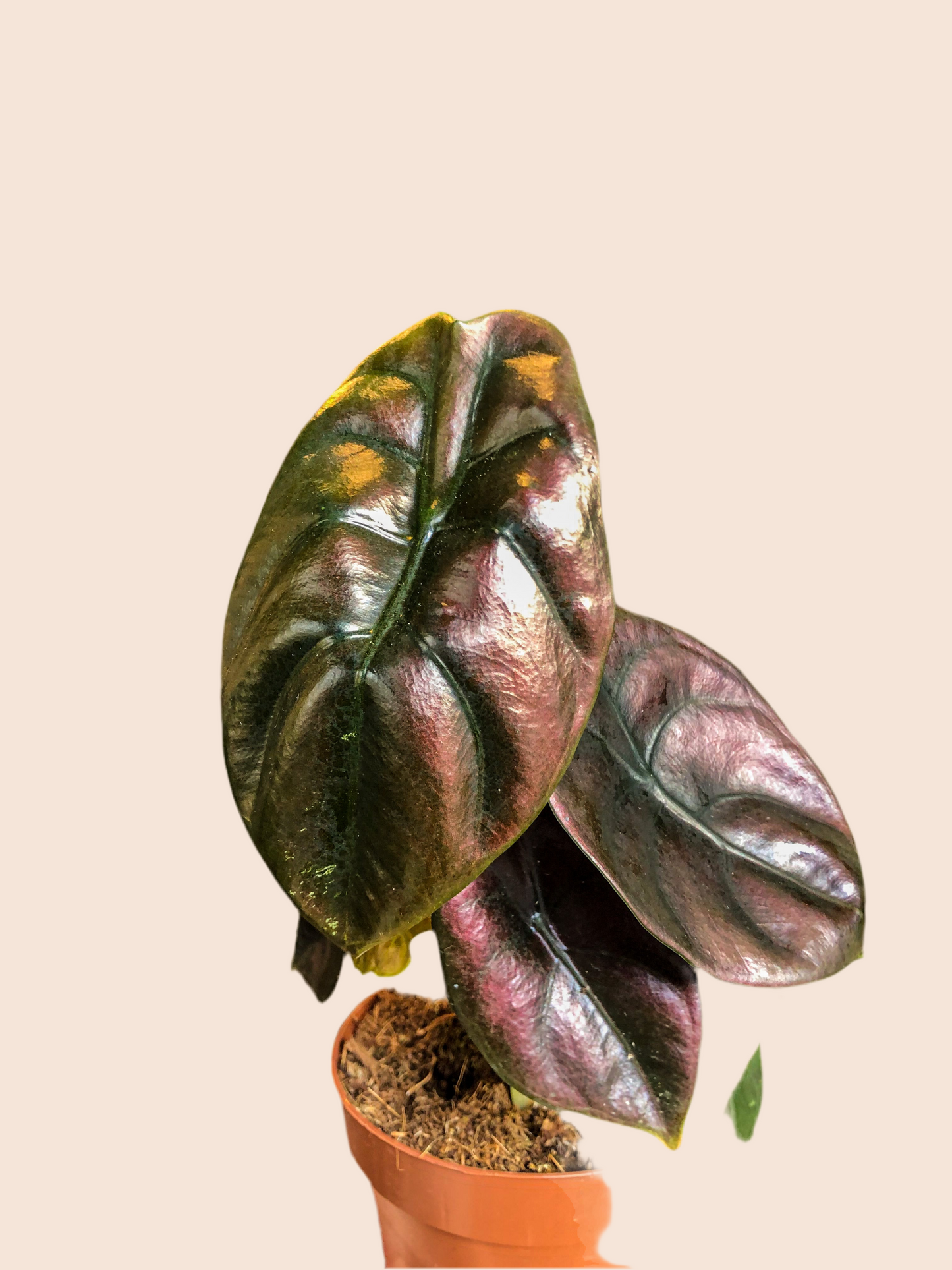 Alocasia Red Secret