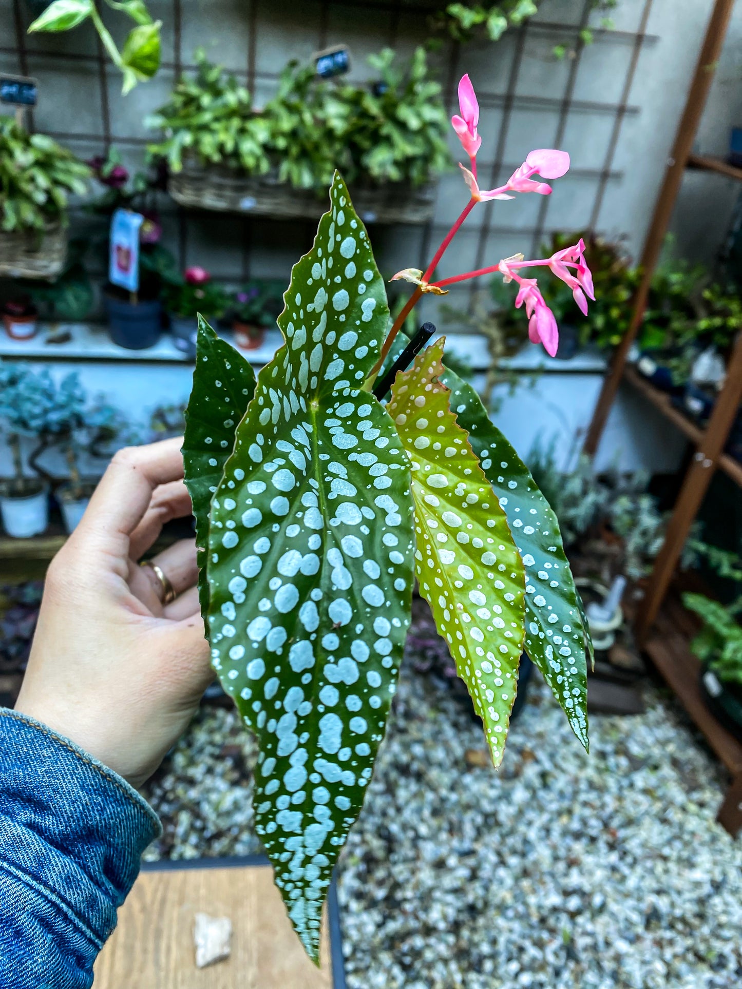 Begonia Maculata mini wings