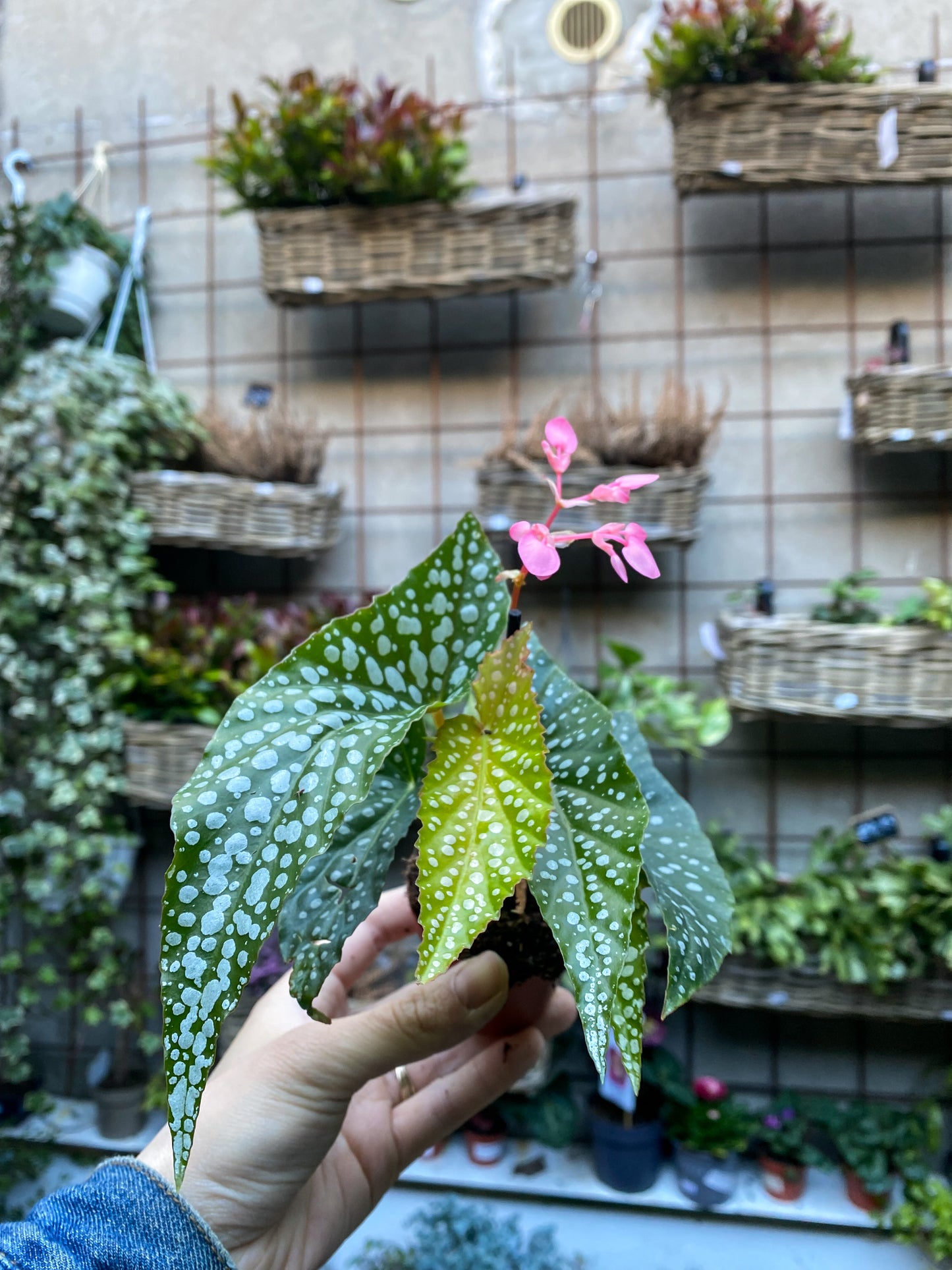 Begonia Maculata mini wings