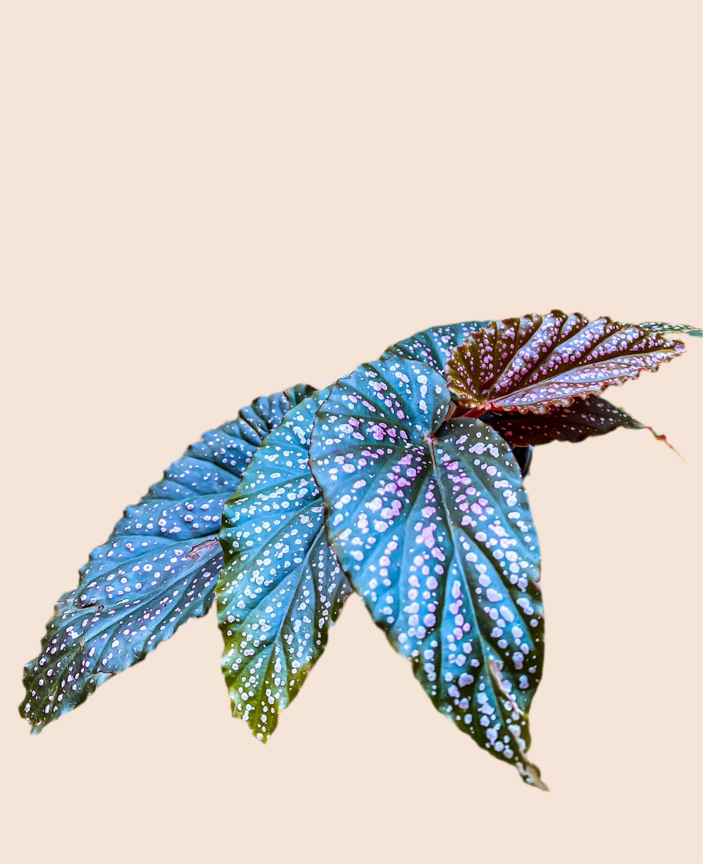 Begonia Pink Spot