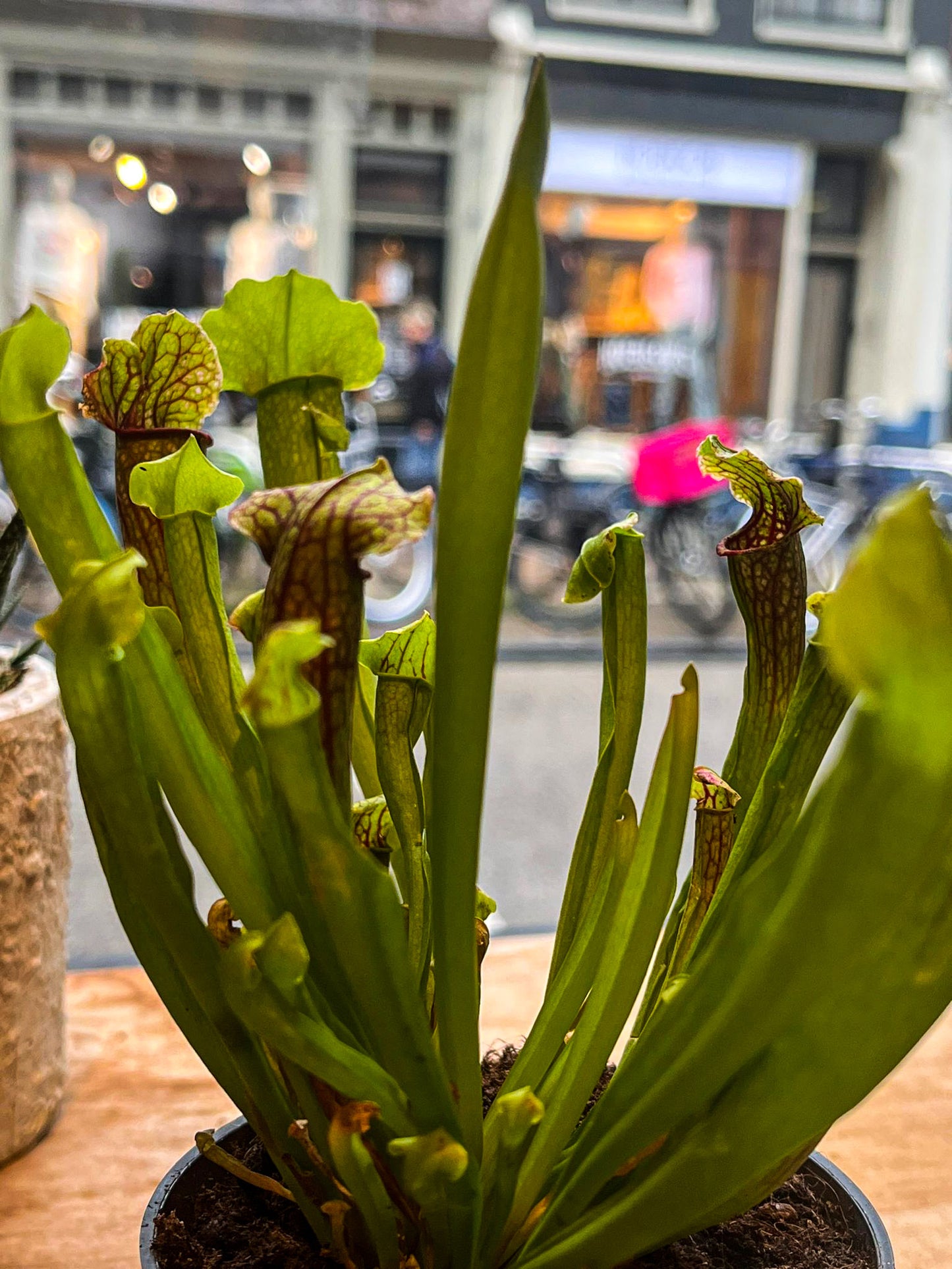 Carnivorous Plants - Trumpet pitchers | Sarracenia