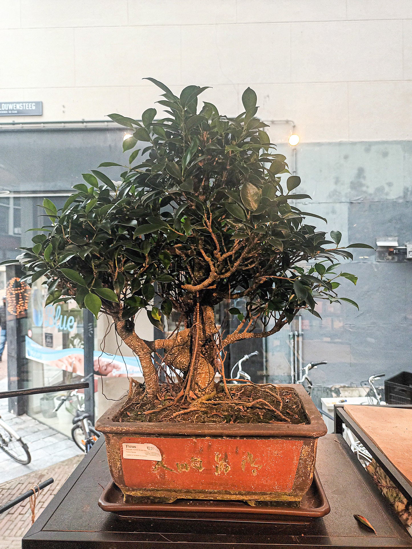 Large Ficus Bonsai (calligraphy pot)