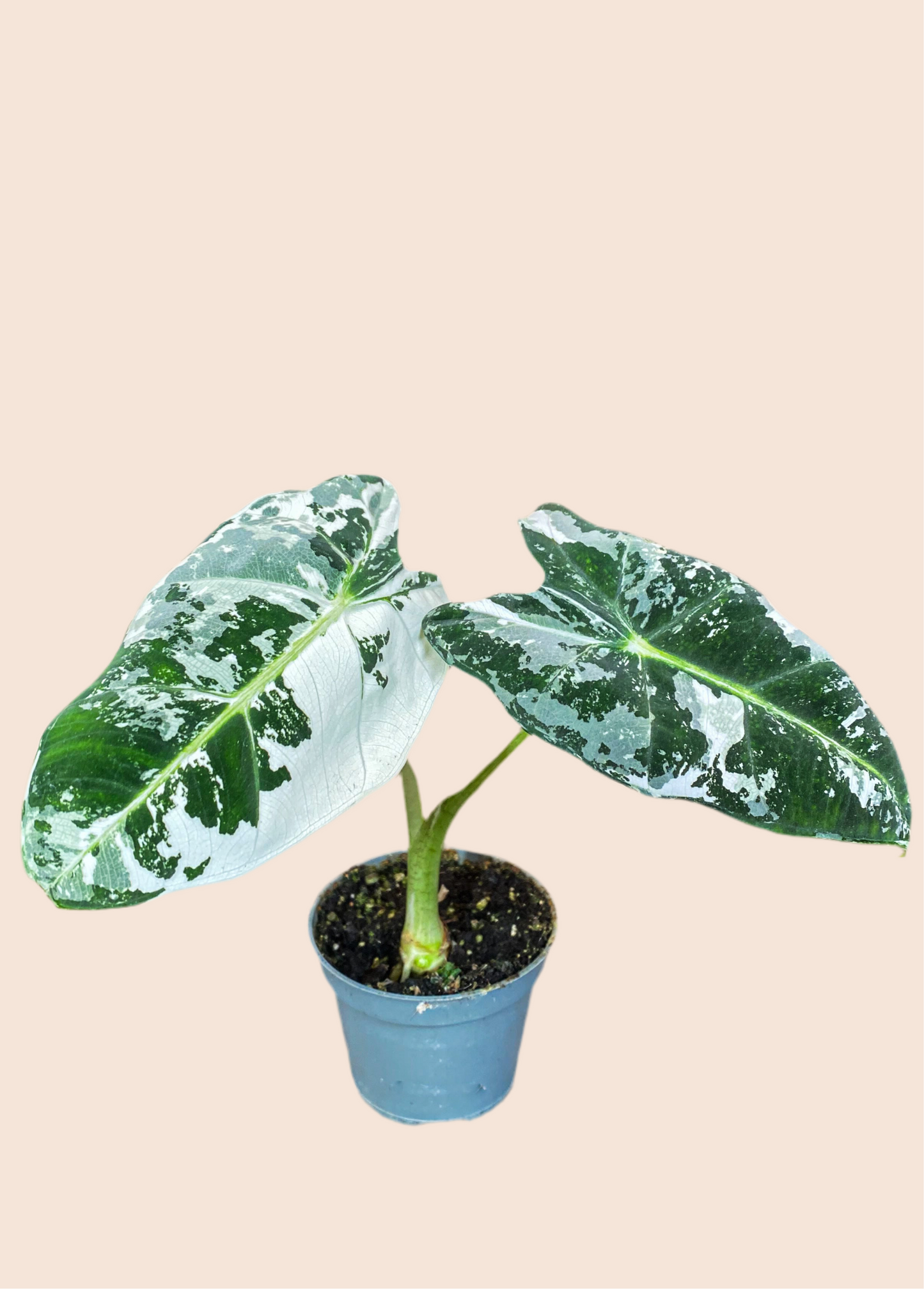 Alocasia Frydek Variegata