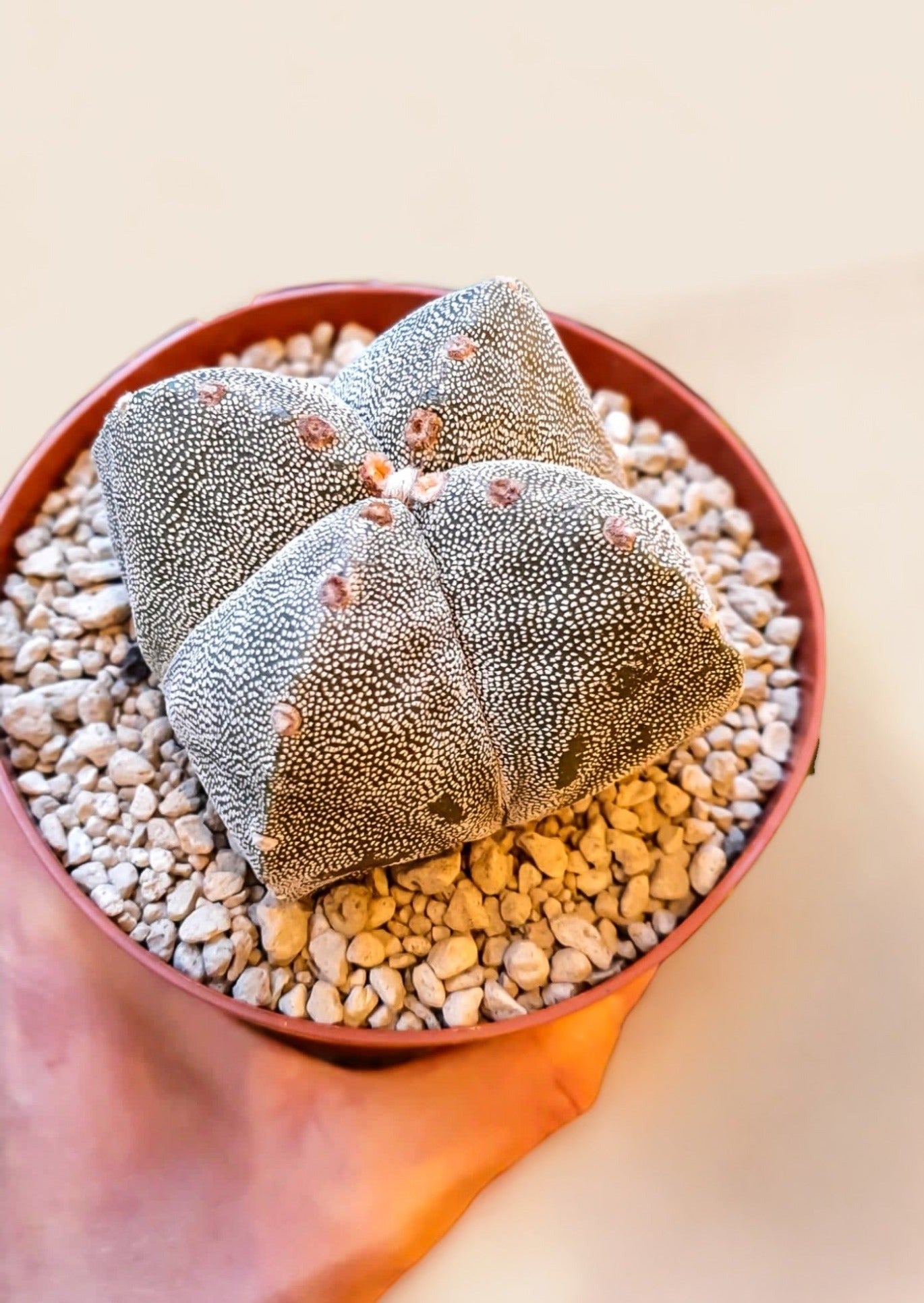 Astrophytum myriostigma