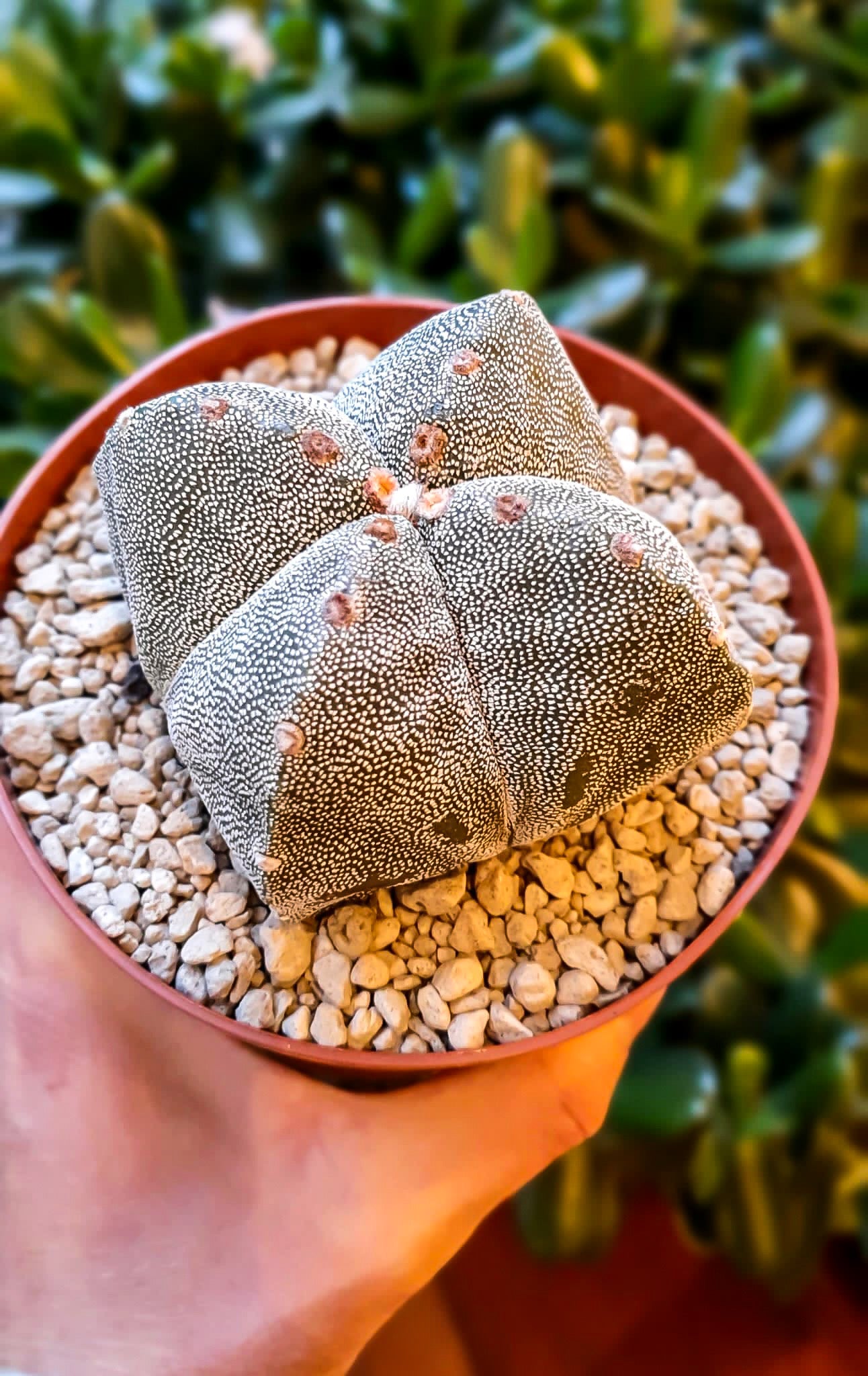 Astrophytum myriostigma