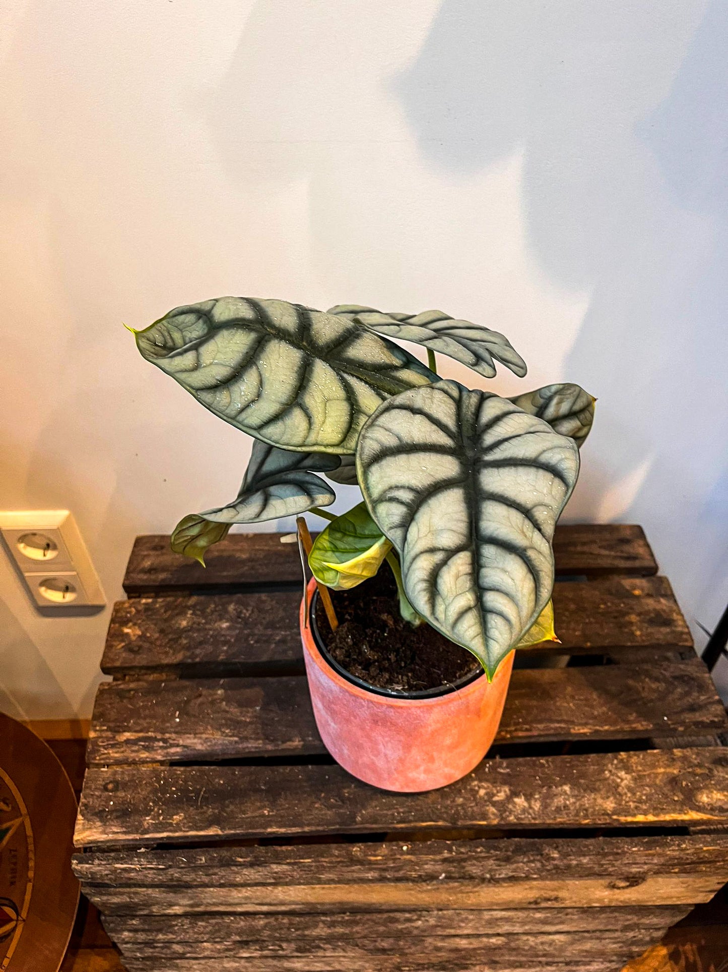 Alocasia Silver Dragon - Medium