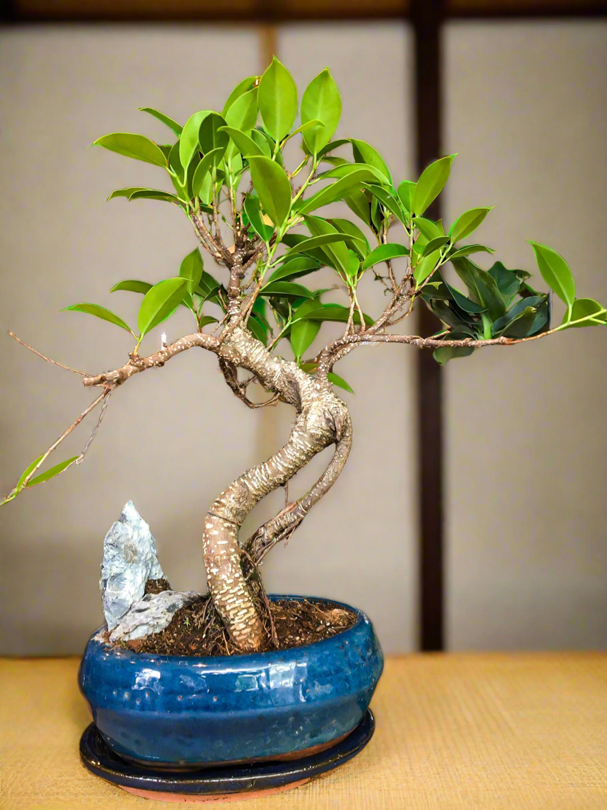 Ficus bonsai met een rockscène - medium groot