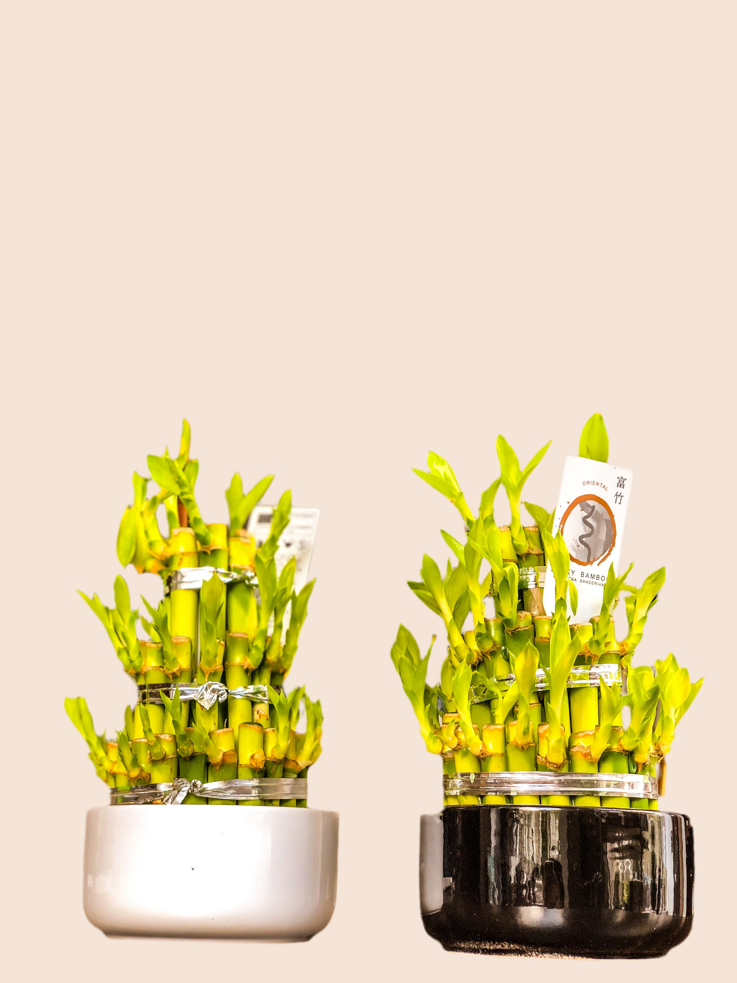 Lucky Bamboo