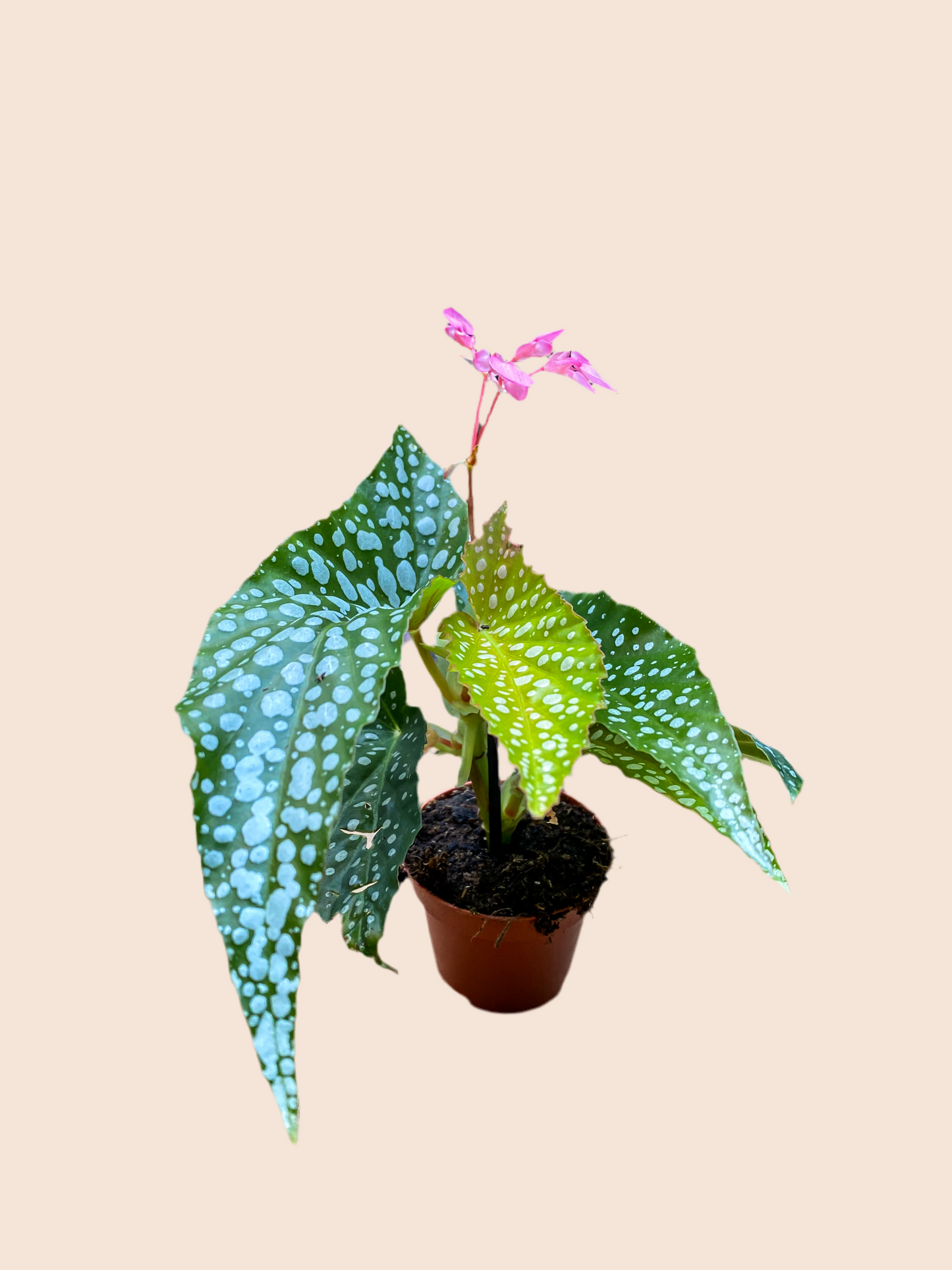 Begonia Maculata mini wings