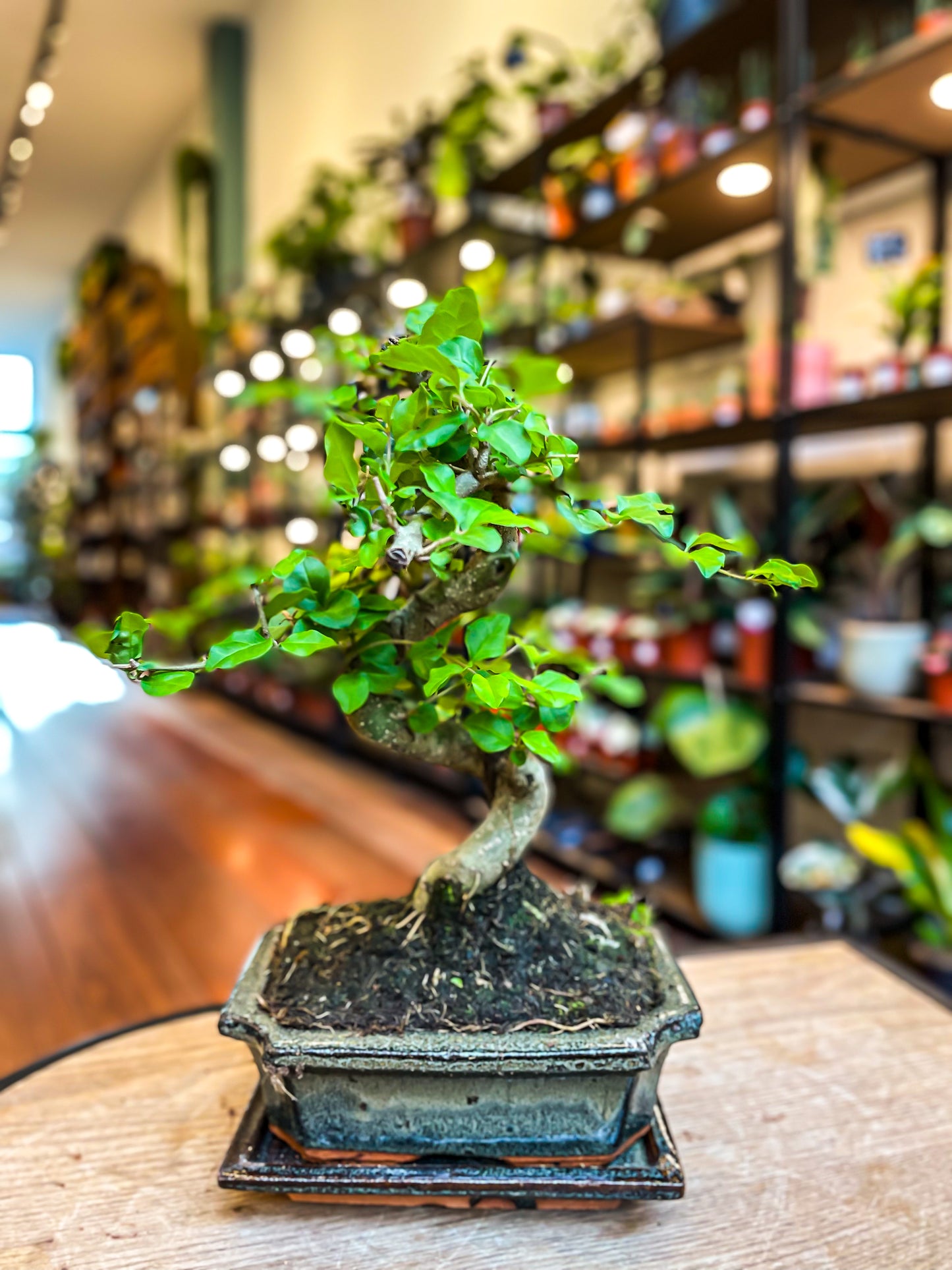 Ligustrum Bonsai | Moyogi-stijl (S-vormige, informele rechtopstaande stijl)