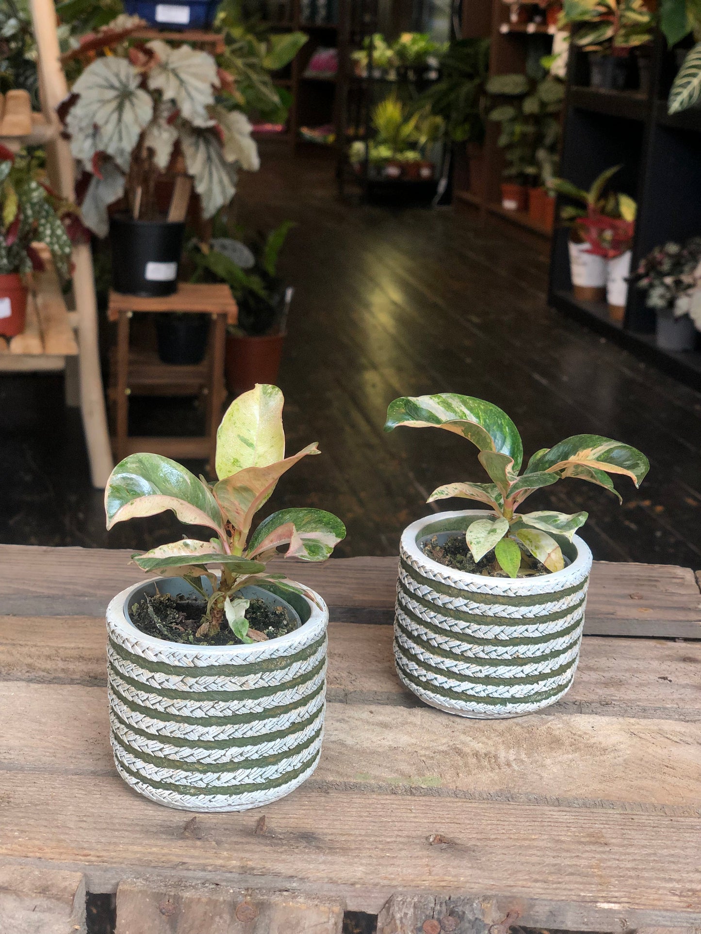 Ficus Elastica Shivereana