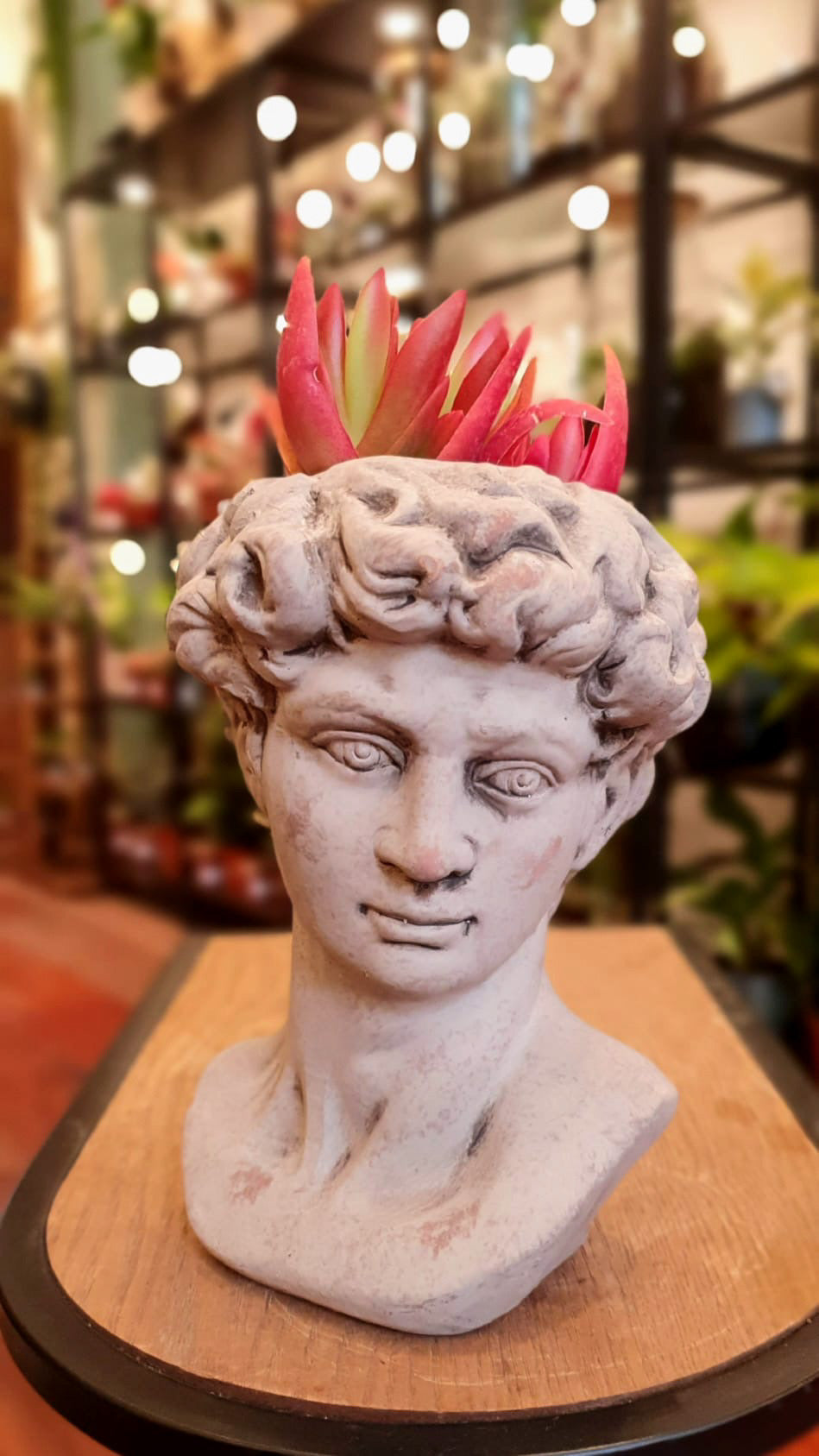David plant pot