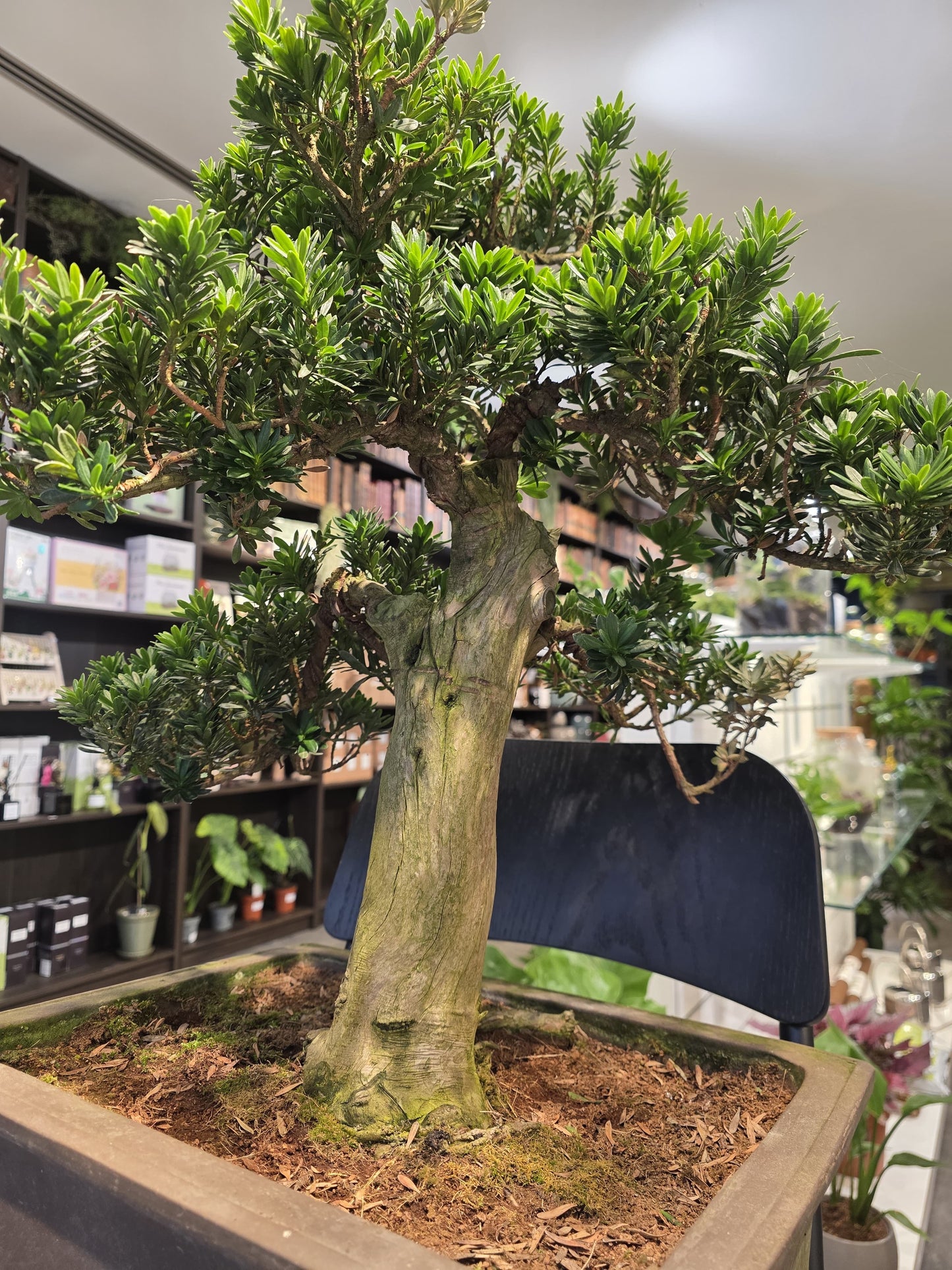 Buddhist Pine (Podocarpus)