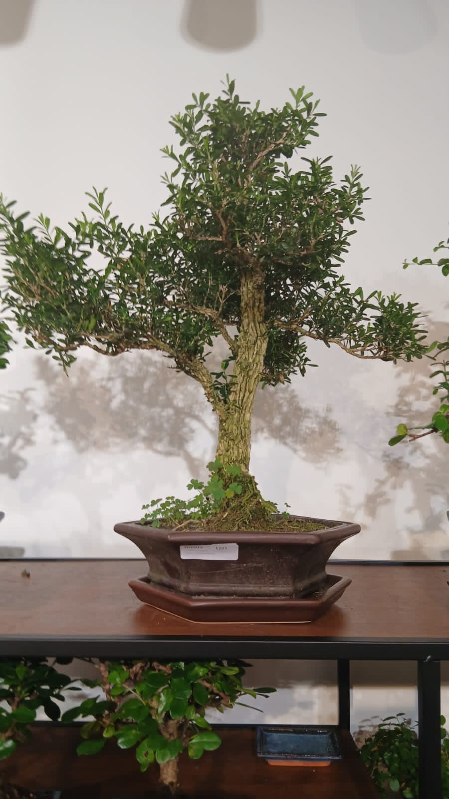 Buxus (price difference)