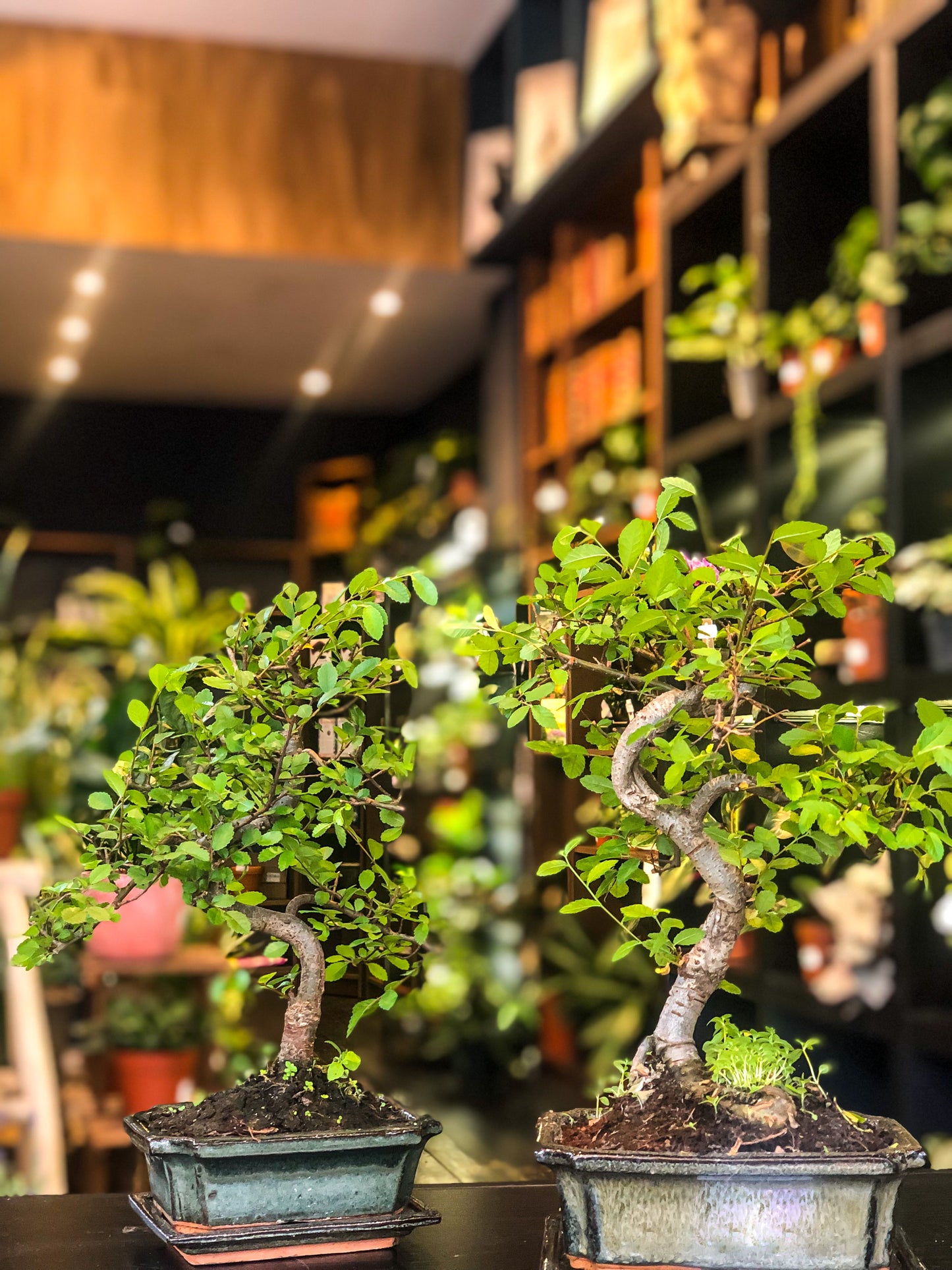 Chinese Elm Bonsai | Moyogi Style (S-shaped, Informal Upright Style)