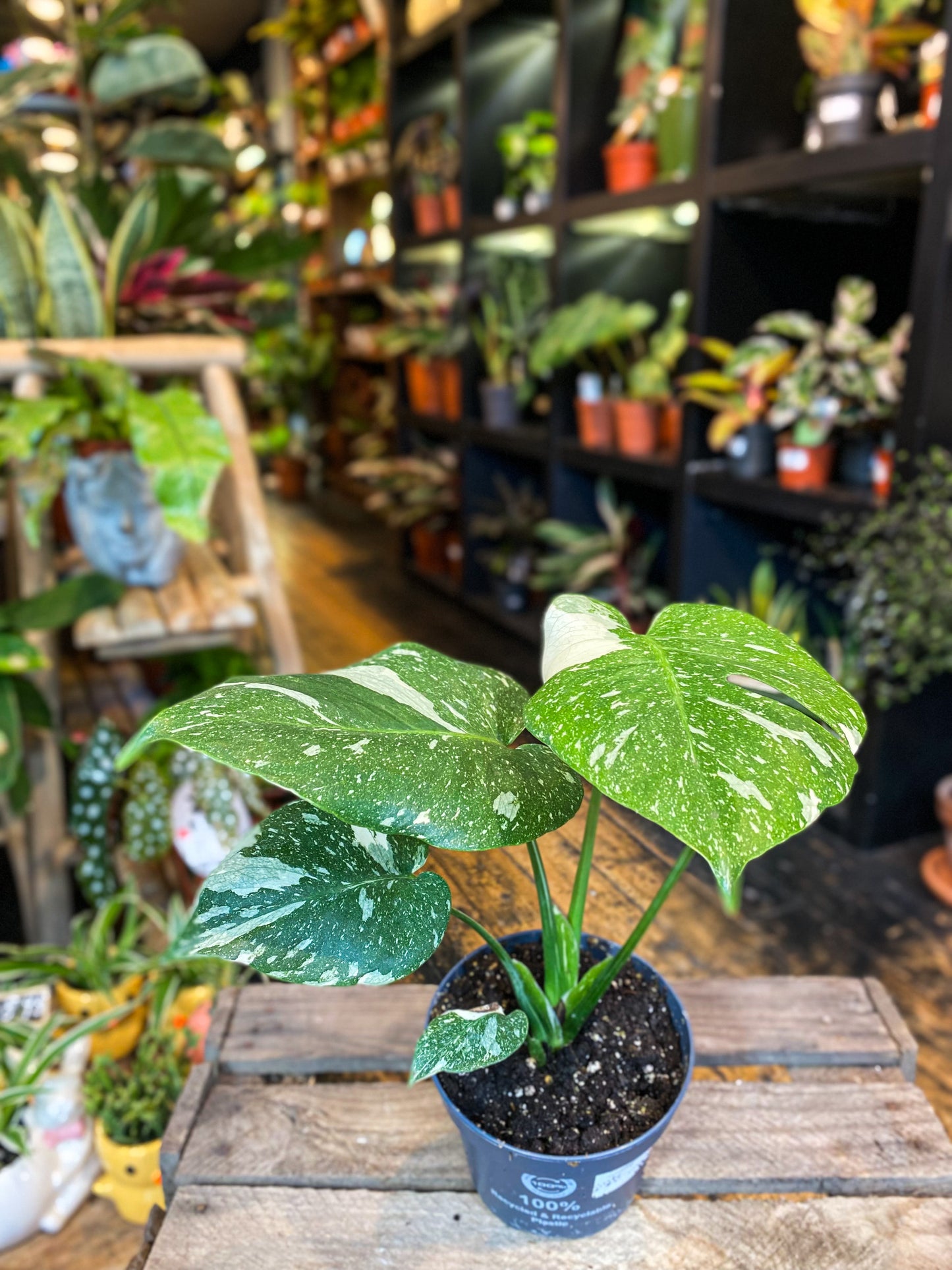 Monstera Thai Constallation