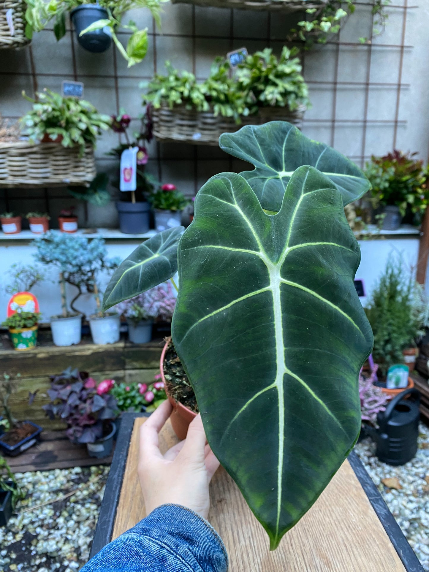 Alocasia Frydek “Green Velvet” - 12cm pot