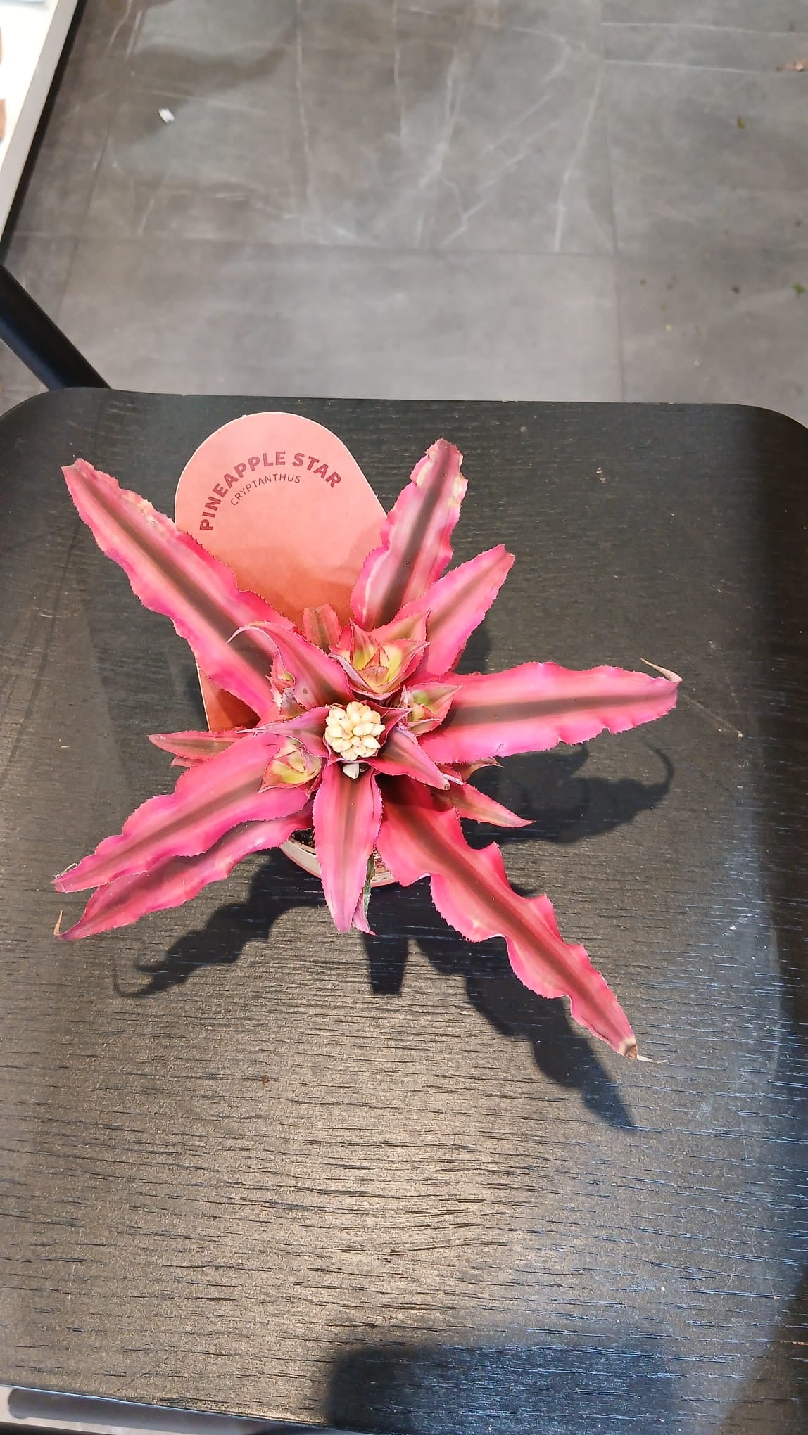 Cryptanthus - pineapple star